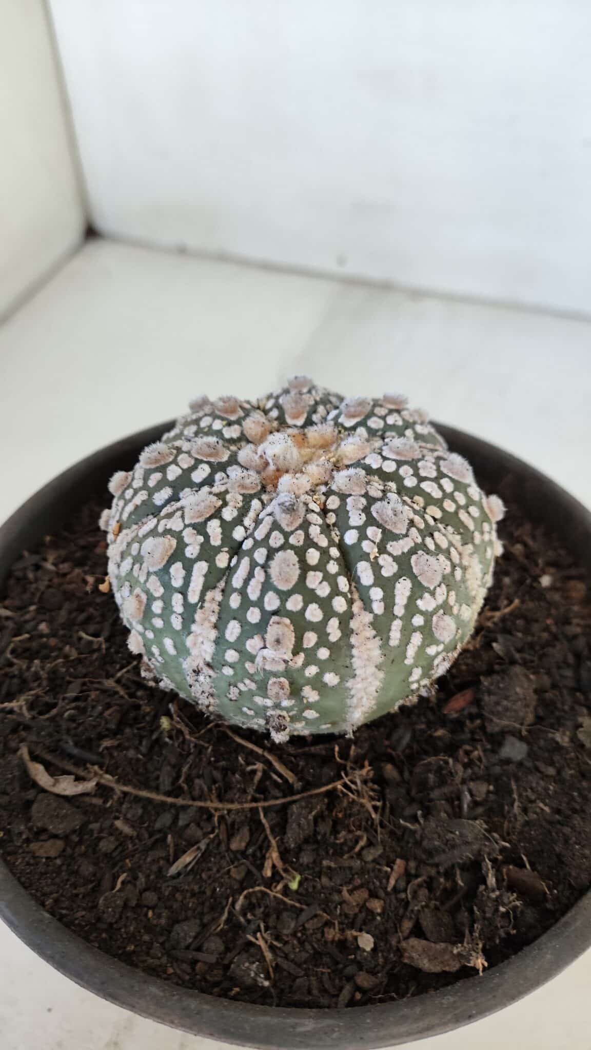 MATRIZ ASTROPHYTUM ASTERIAS SUPER KABUTO  Nº 376 - vaso 15