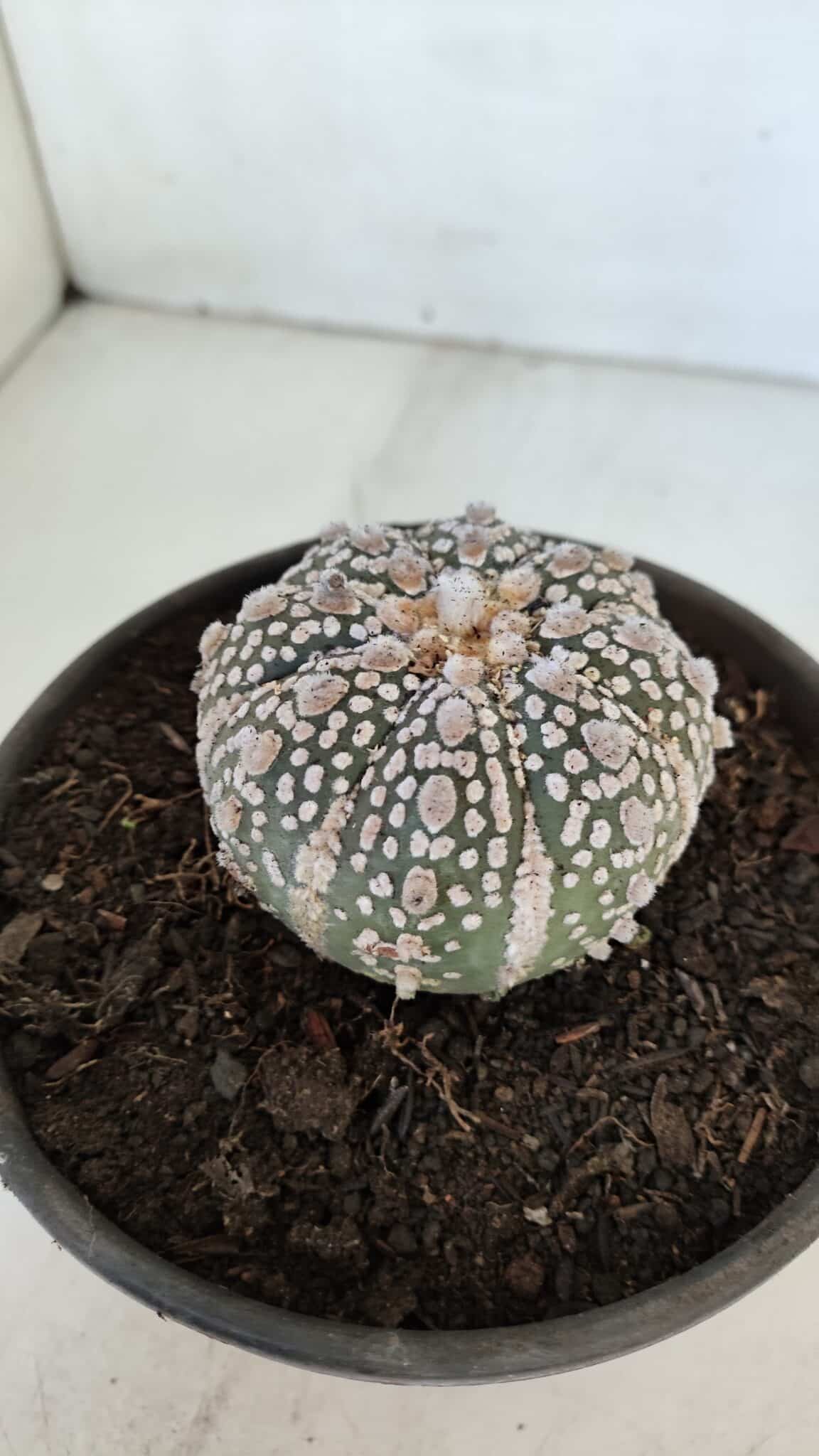 MATRIZ ASTROPHYTUM ASTERIAS SUPER KABUTO  Nº 376 - vaso 15