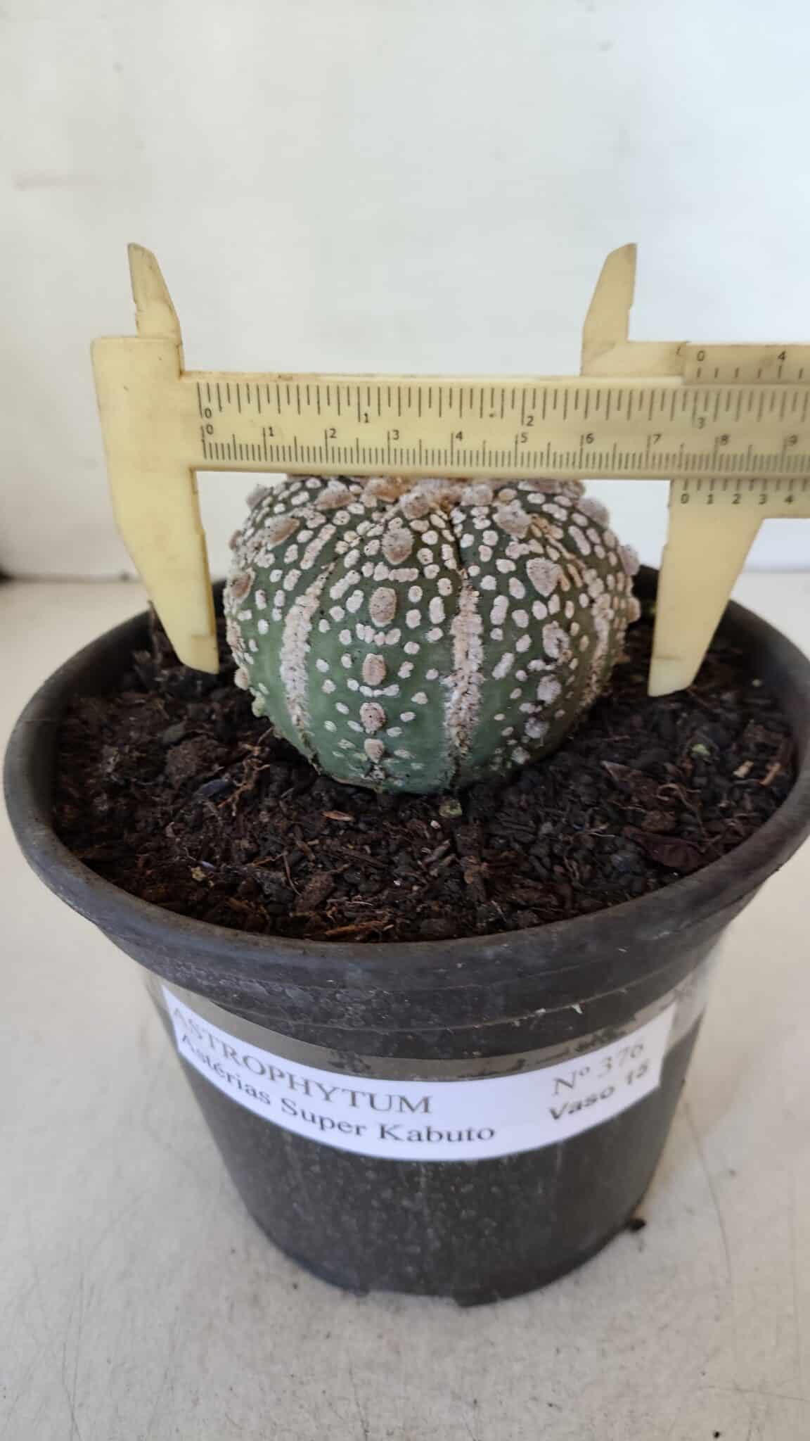 MATRIZ ASTROPHYTUM ASTERIAS SUPER KABUTO  Nº 376 - vaso 15