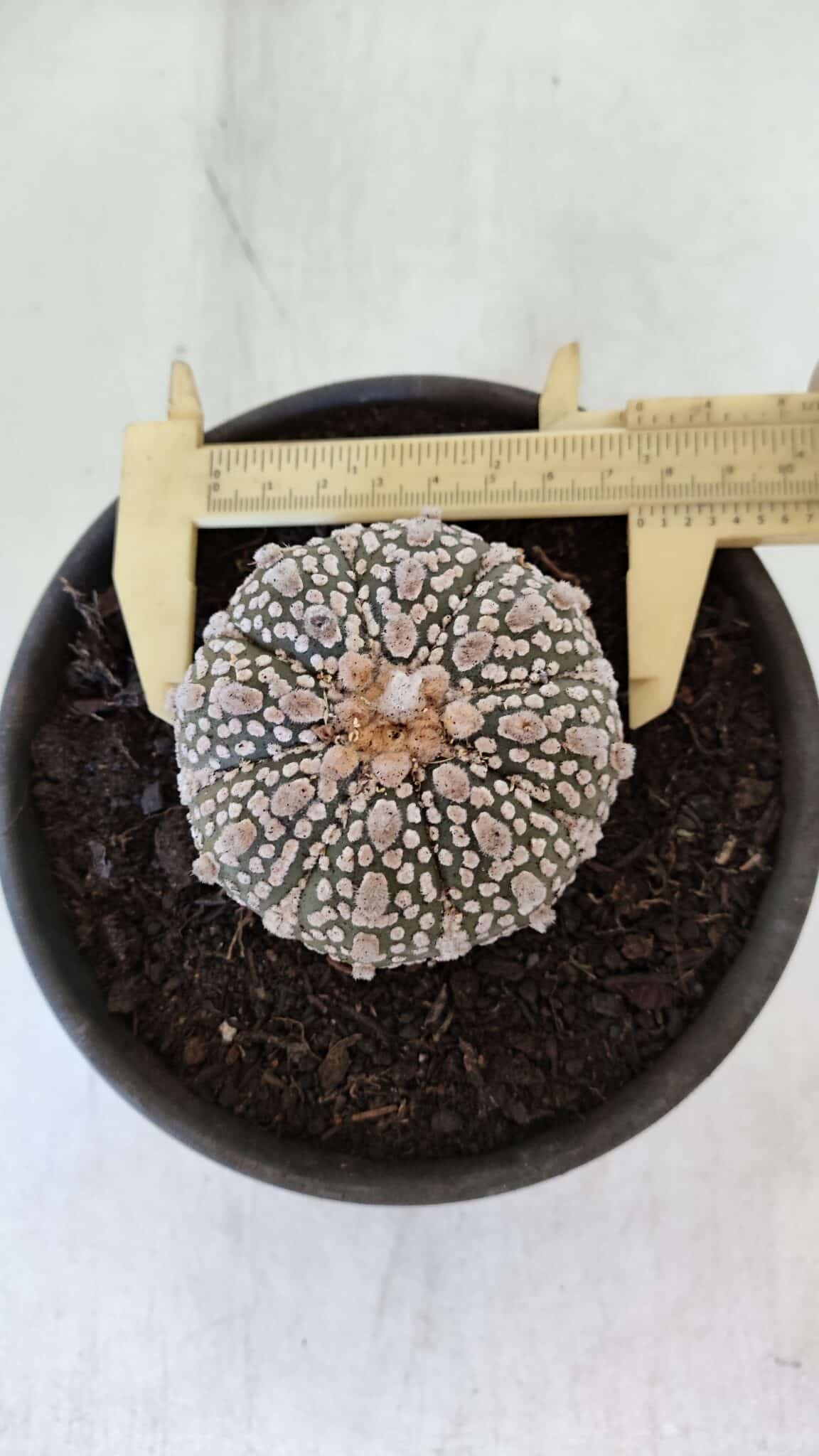 MATRIZ ASTROPHYTUM ASTERIAS SUPER KABUTO  Nº 376 - vaso 15