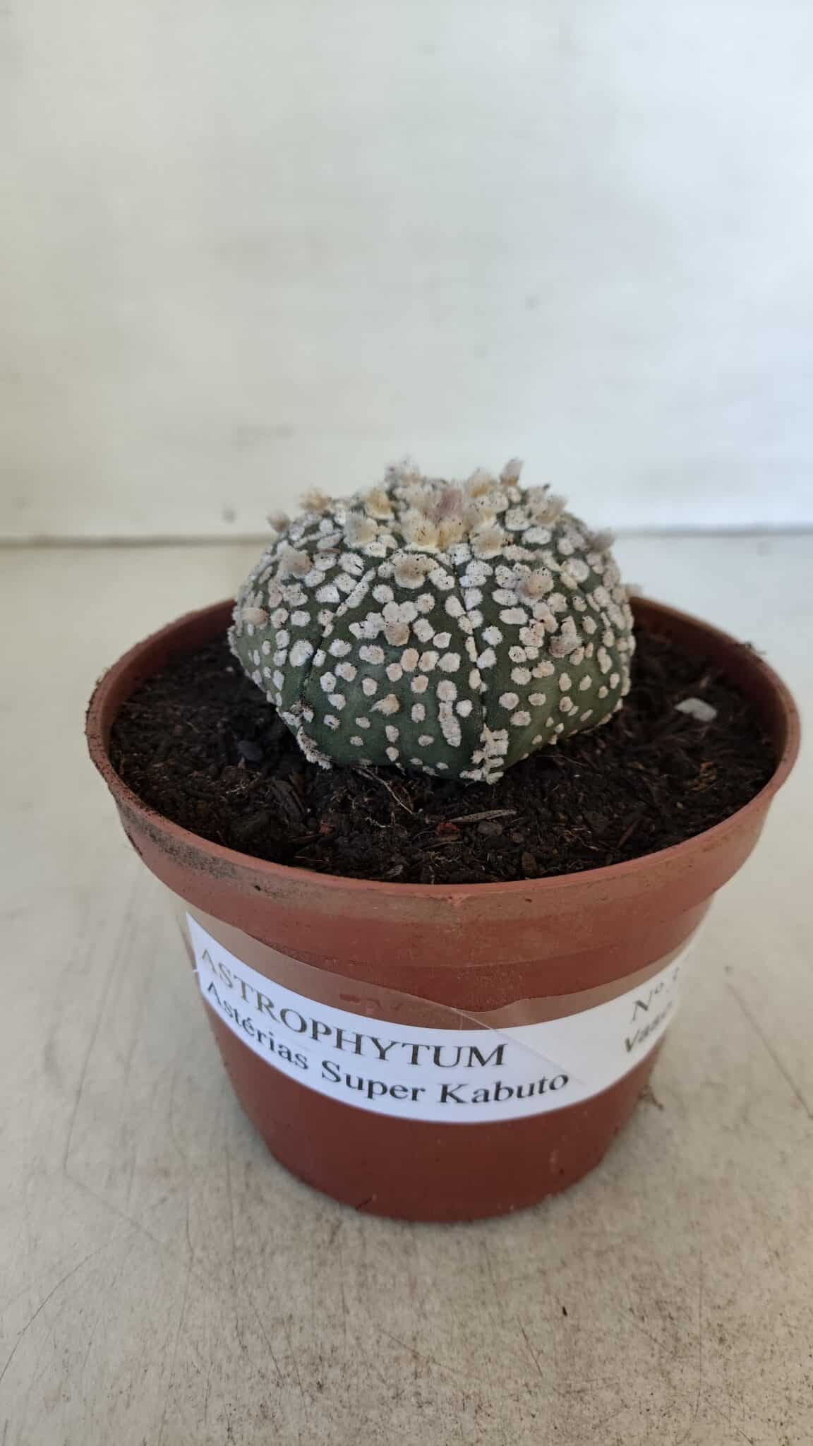 ASTROPHYTUM ASTERIAS SUPER KABUTO  Nº 377 - vaso 11