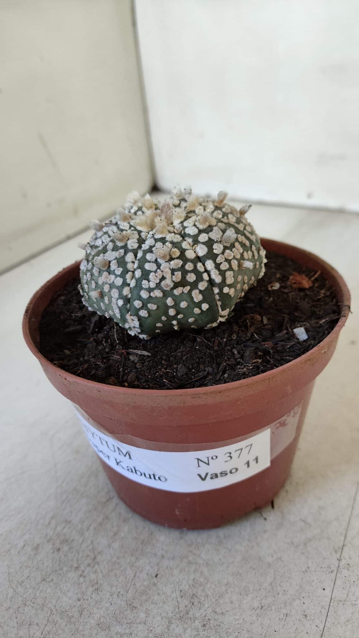 ASTROPHYTUM ASTERIAS SUPER KABUTO  Nº 377 - vaso 11