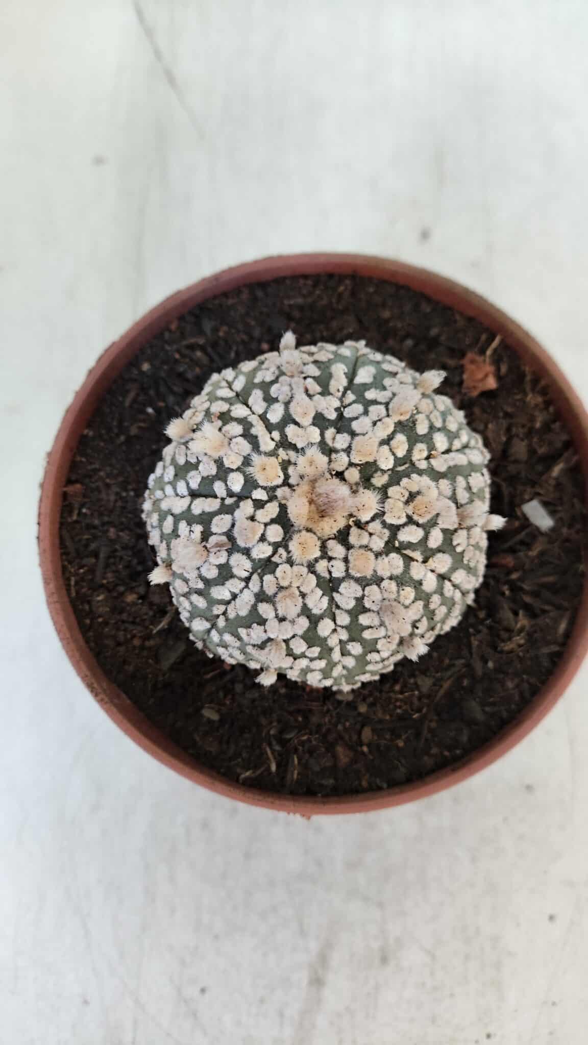 ASTROPHYTUM ASTERIAS SUPER KABUTO  Nº 377 - vaso 11