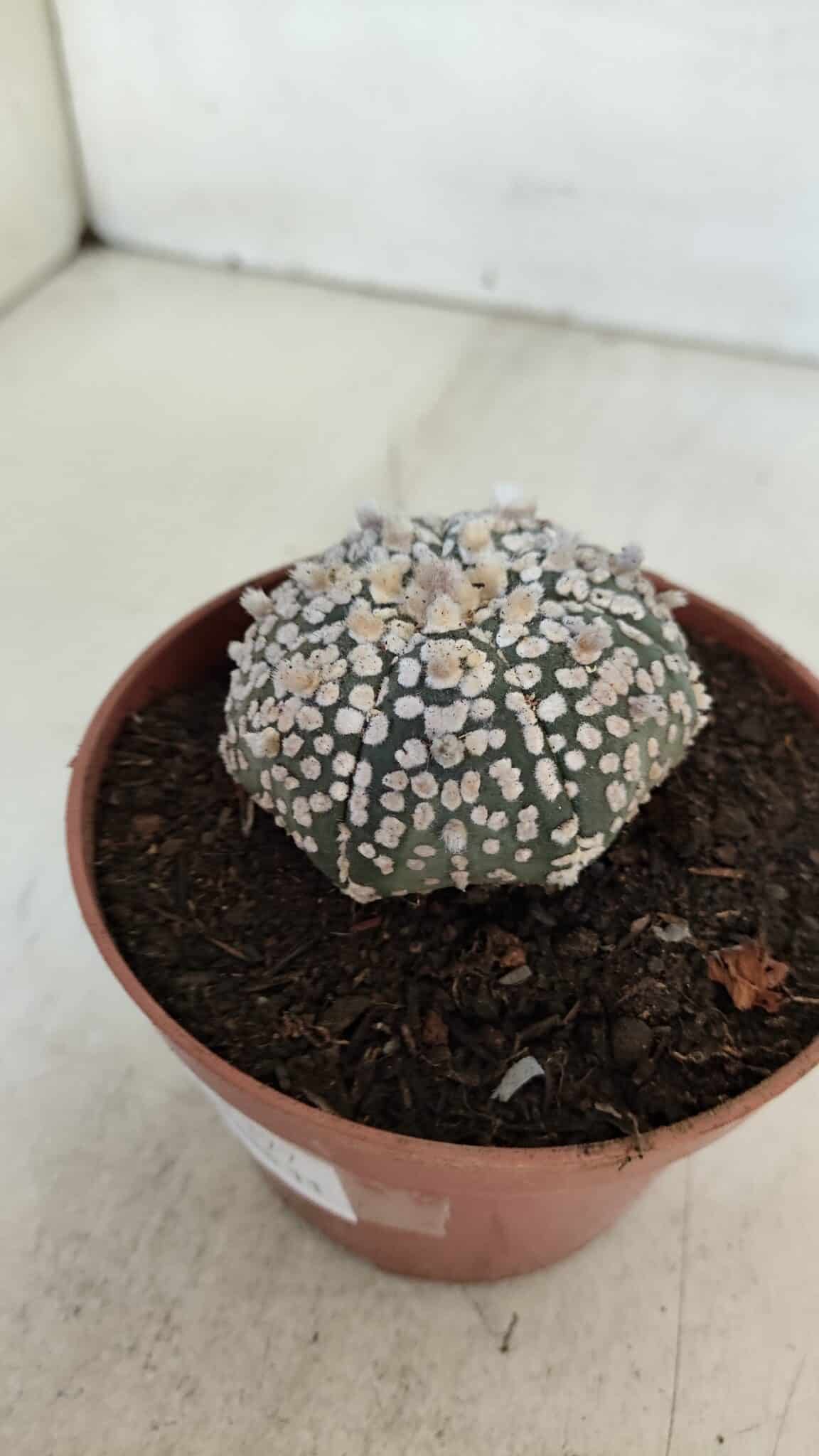 ASTROPHYTUM ASTERIAS SUPER KABUTO  Nº 377 - vaso 11