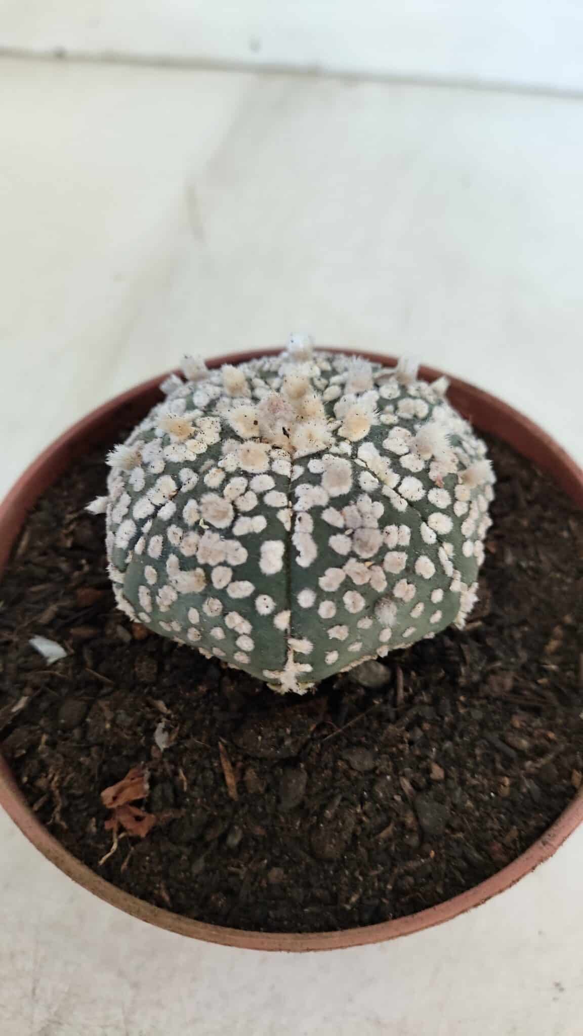 ASTROPHYTUM ASTERIAS SUPER KABUTO  Nº 377 - vaso 11