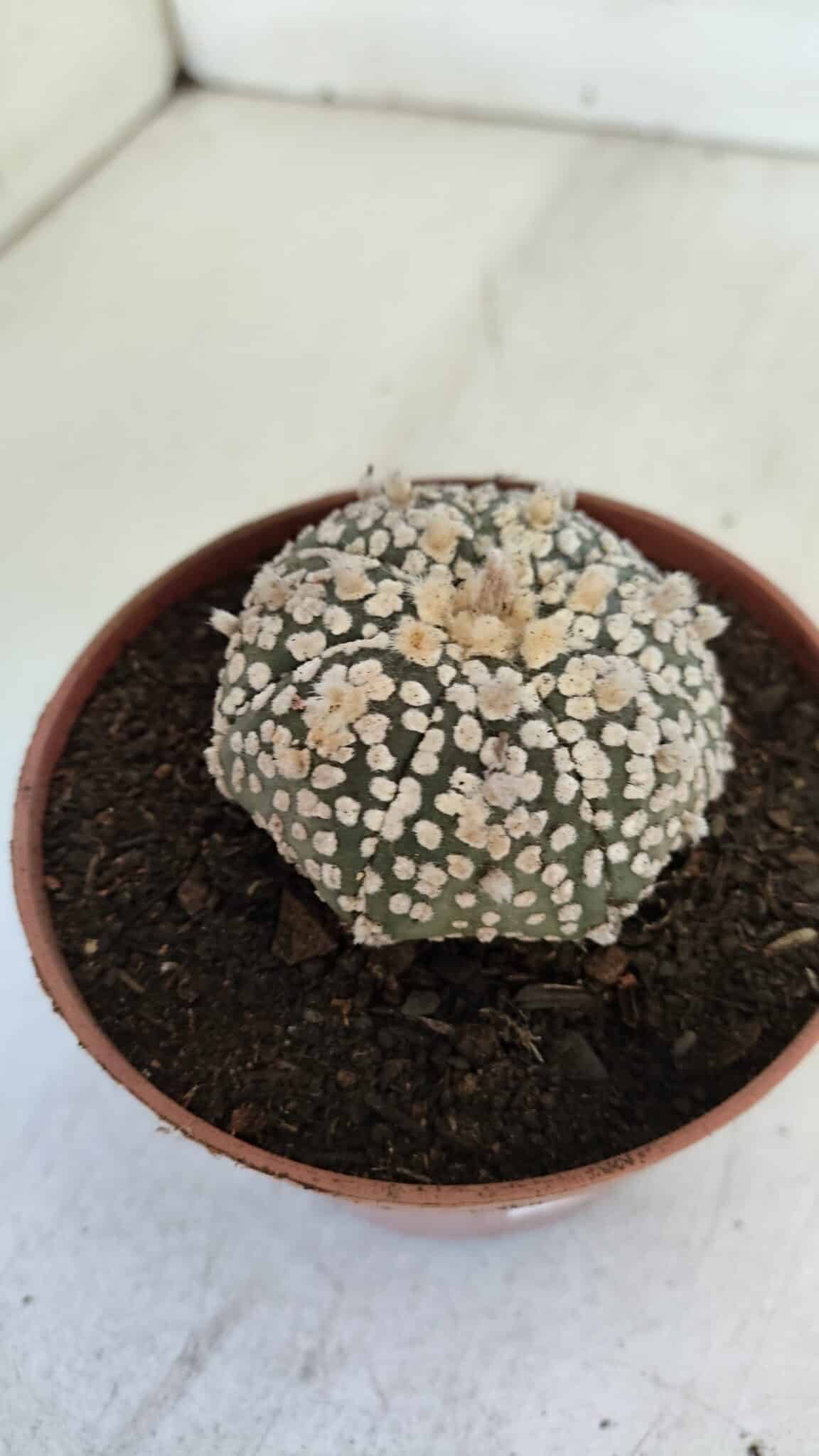 ASTROPHYTUM ASTERIAS SUPER KABUTO  Nº 377 - vaso 11
