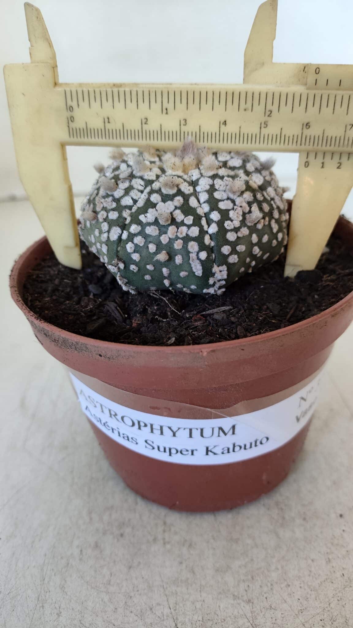 ASTROPHYTUM ASTERIAS SUPER KABUTO  Nº 377 - vaso 11