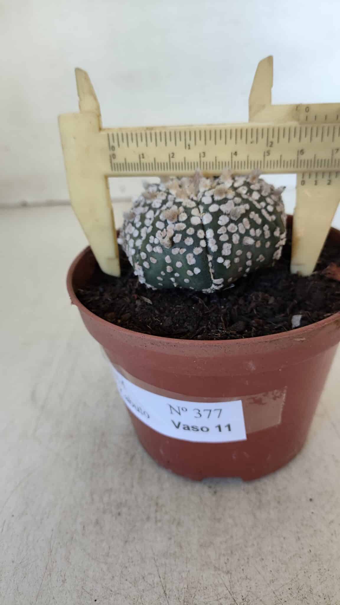 ASTROPHYTUM ASTERIAS SUPER KABUTO  Nº 377 - vaso 11
