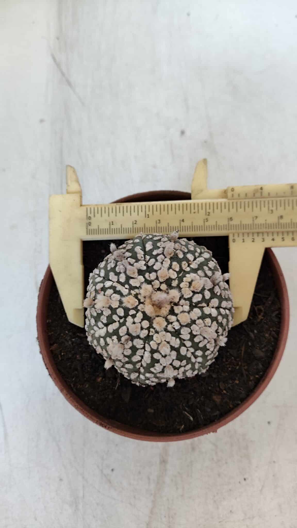ASTROPHYTUM ASTERIAS SUPER KABUTO  Nº 377 - vaso 11