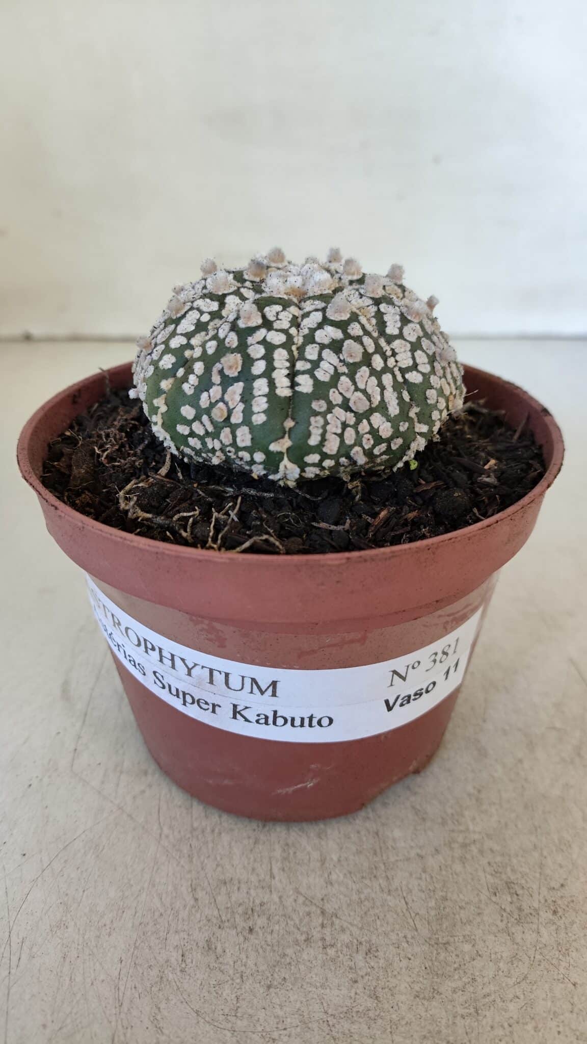 ASTROPHYTUM ASTERIAS SUPER KABUTO  Nº 381 - vaso 11