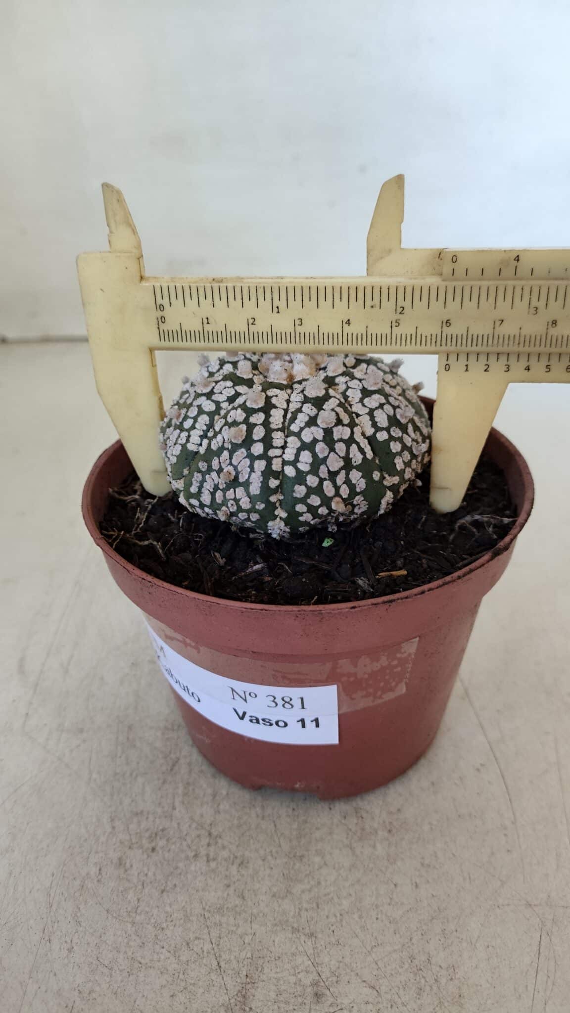 ASTROPHYTUM ASTERIAS SUPER KABUTO  Nº 381 - vaso 11
