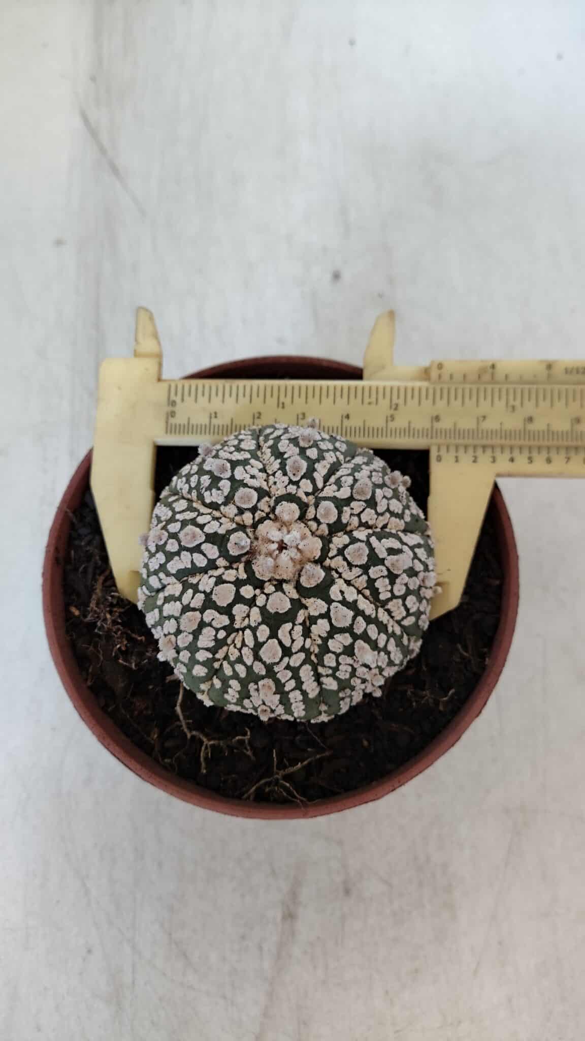 ASTROPHYTUM ASTERIAS SUPER KABUTO  Nº 381 - vaso 11