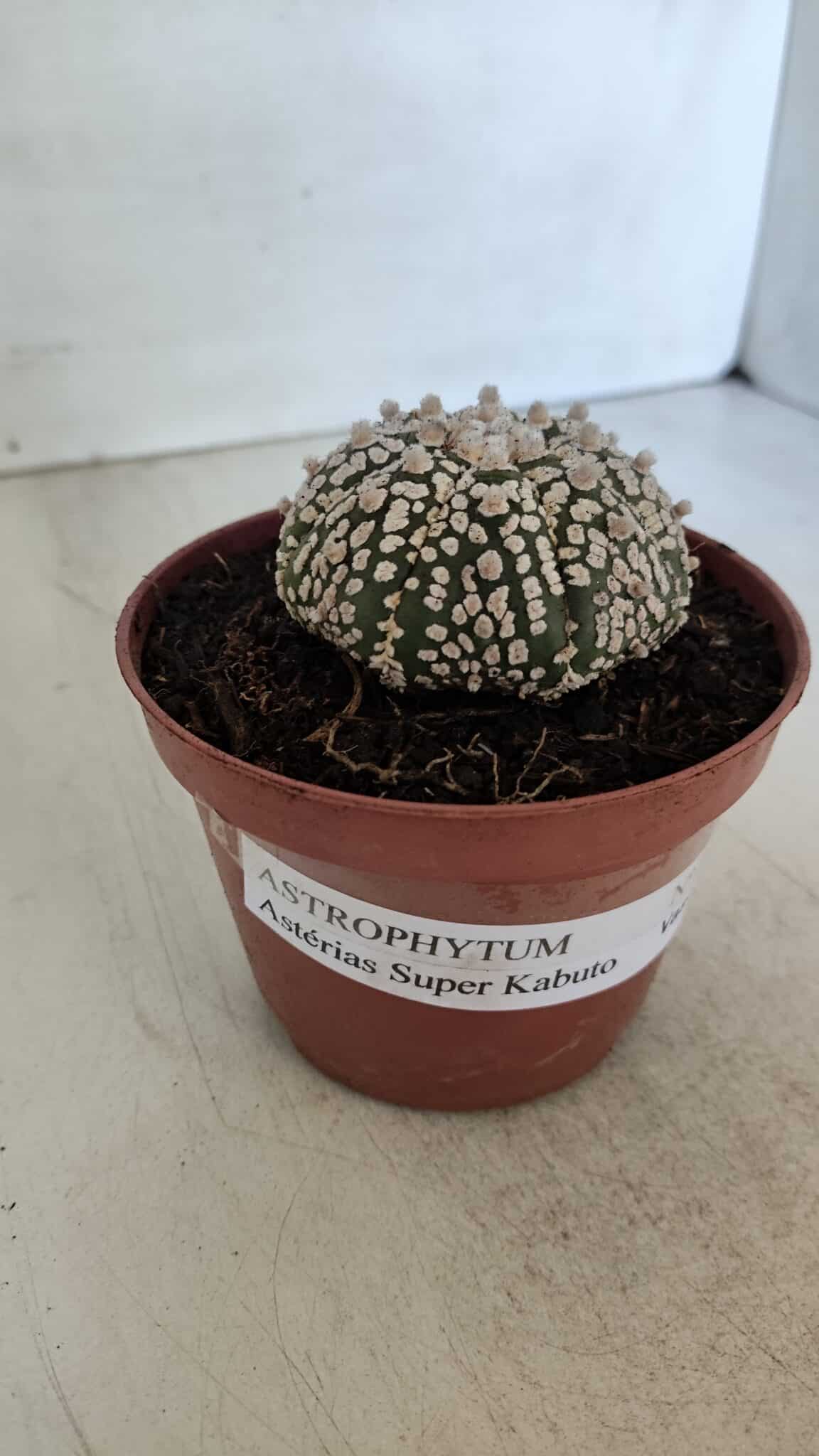 ASTROPHYTUM ASTERIAS SUPER KABUTO  Nº 381 - vaso 11