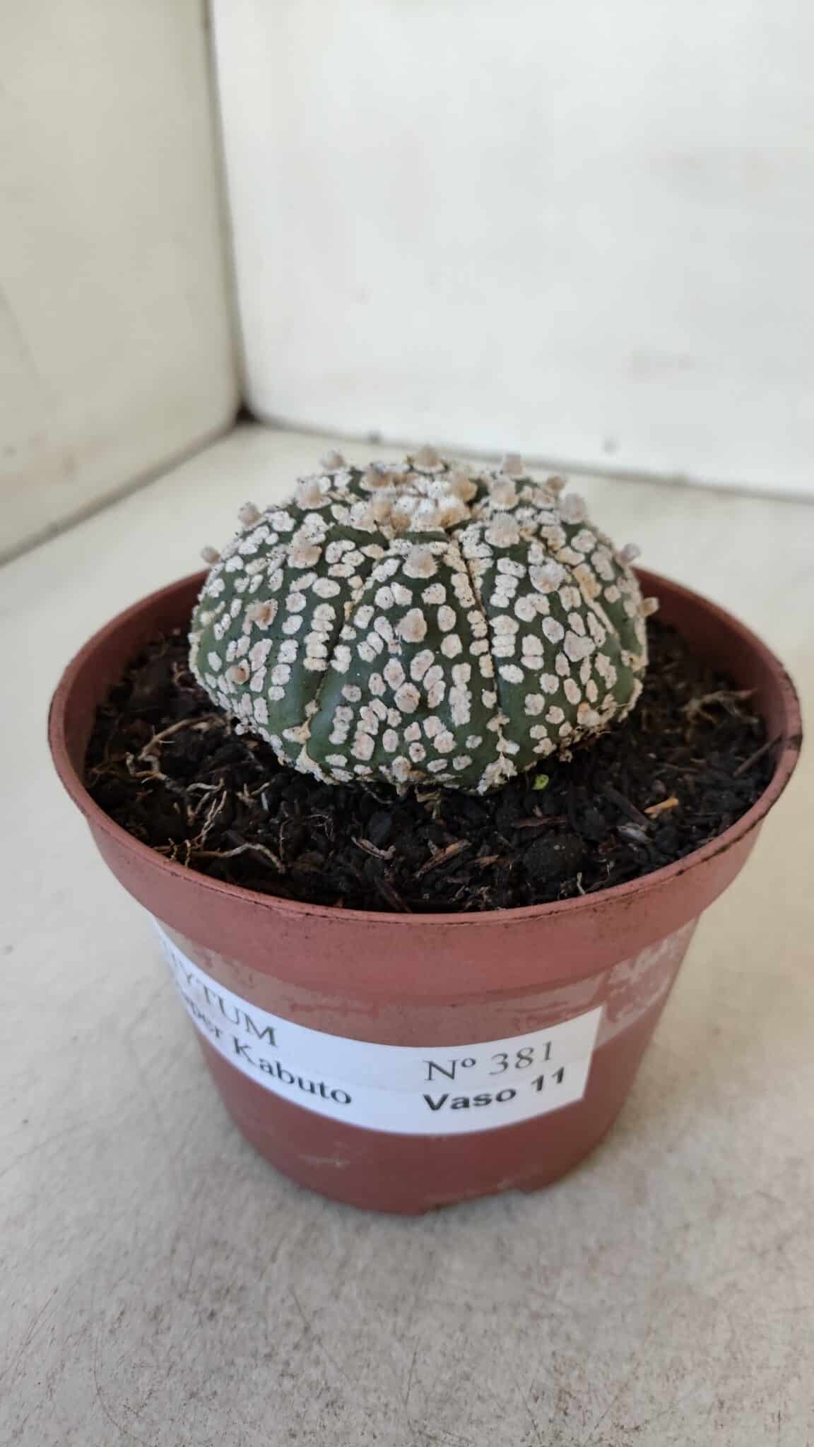 ASTROPHYTUM ASTERIAS SUPER KABUTO  Nº 381 - vaso 11