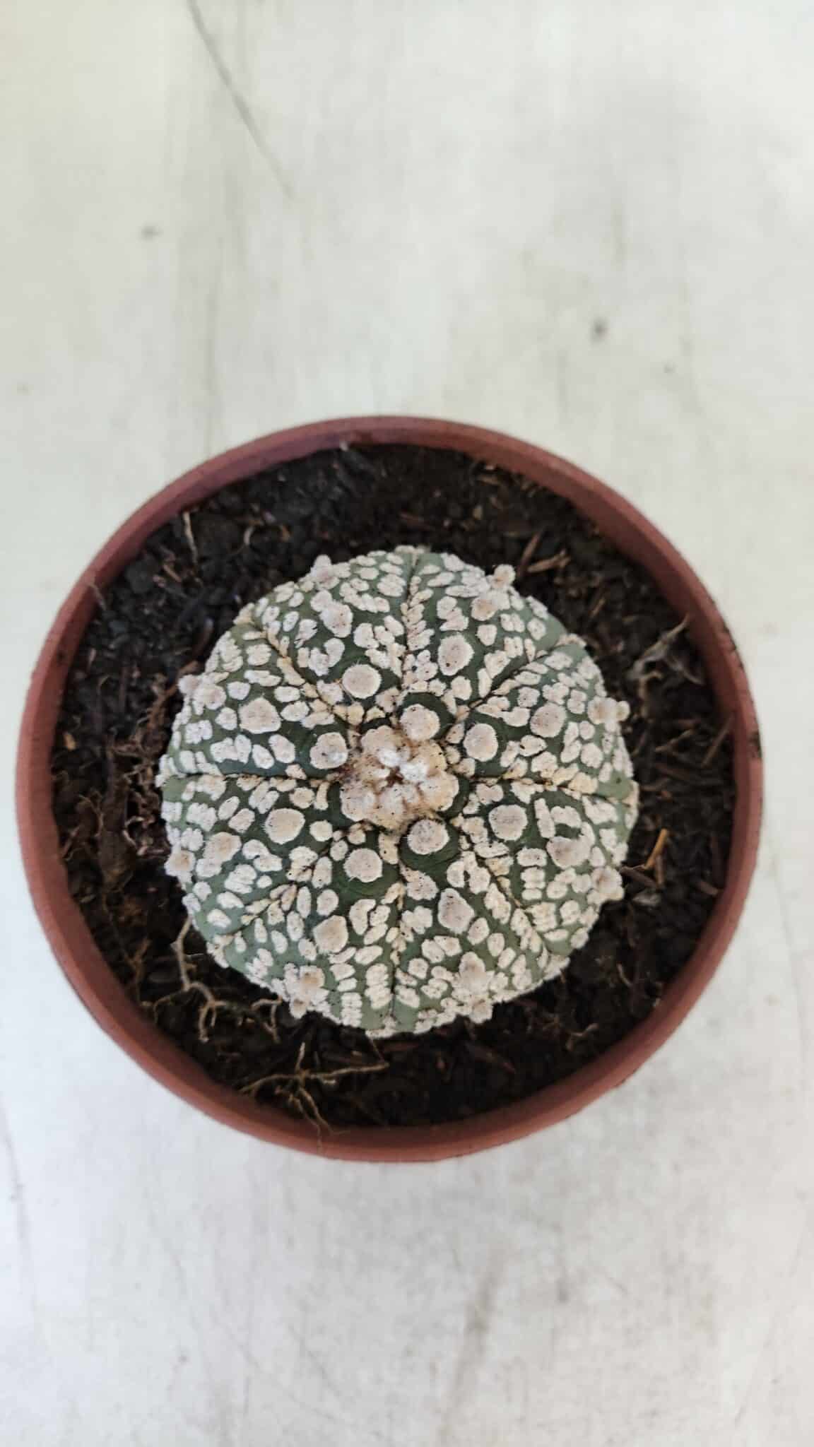 ASTROPHYTUM ASTERIAS SUPER KABUTO  Nº 381 - vaso 11