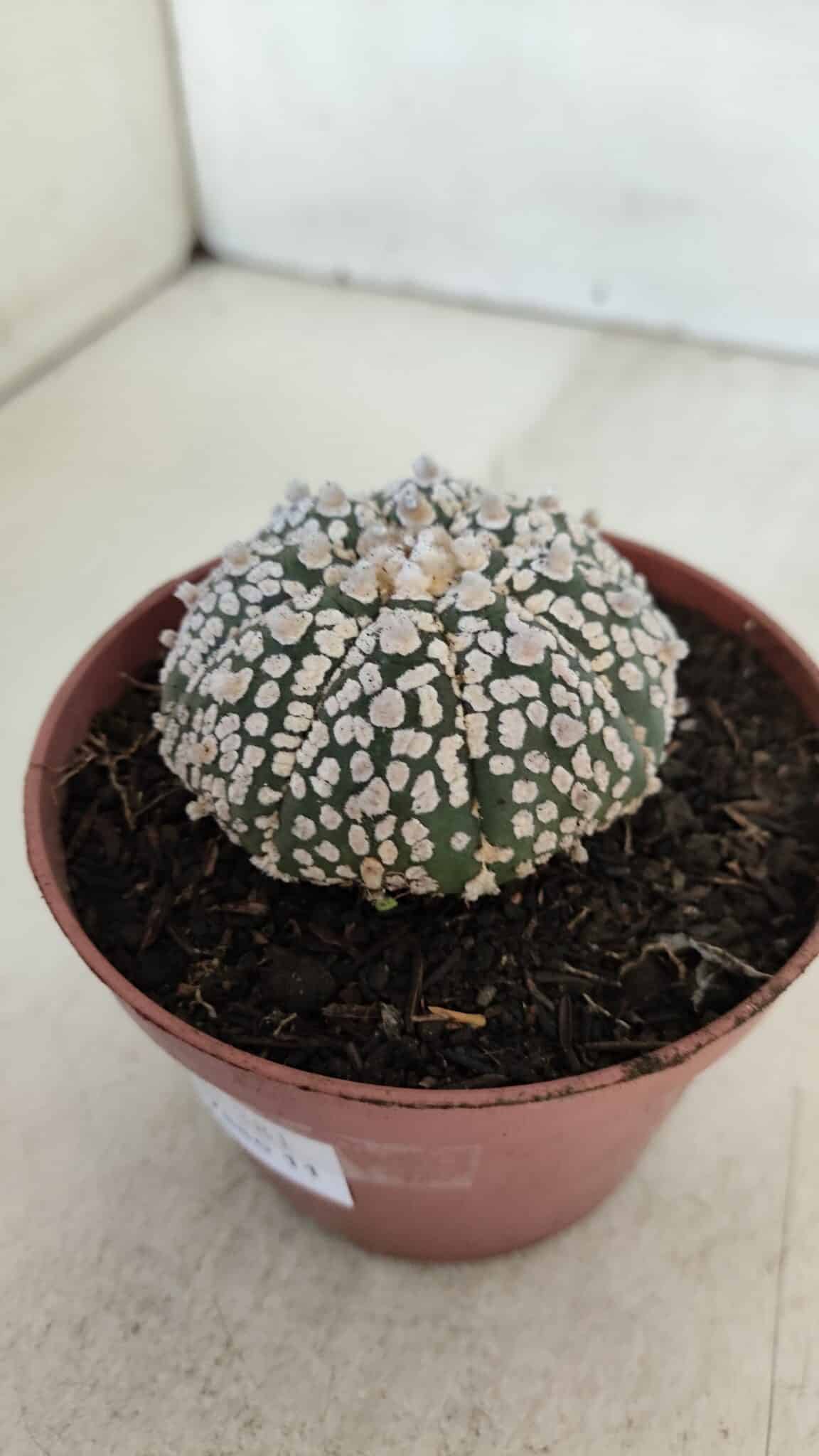 ASTROPHYTUM ASTERIAS SUPER KABUTO  Nº 381 - vaso 11