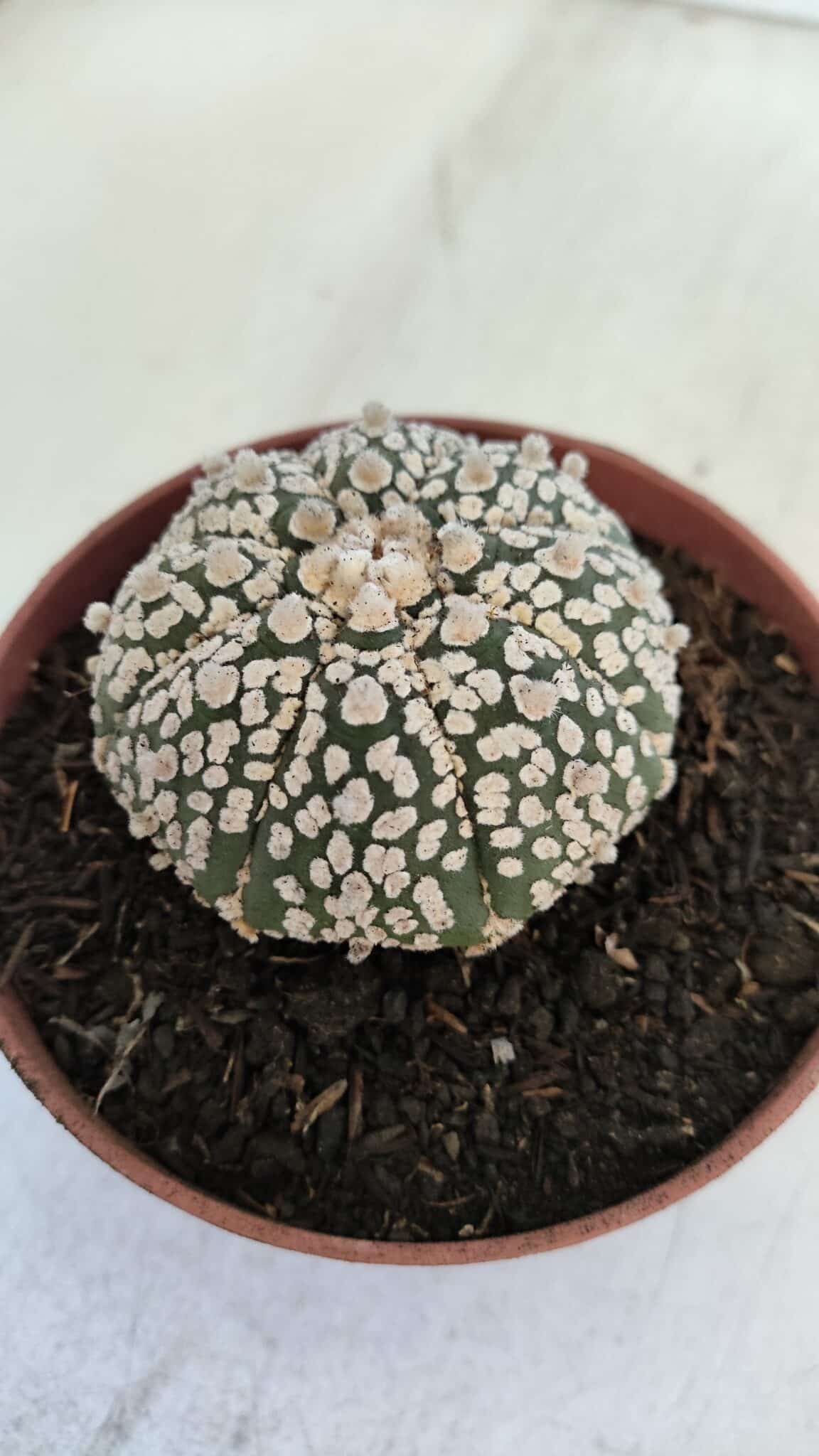 ASTROPHYTUM ASTERIAS SUPER KABUTO  Nº 381 - vaso 11
