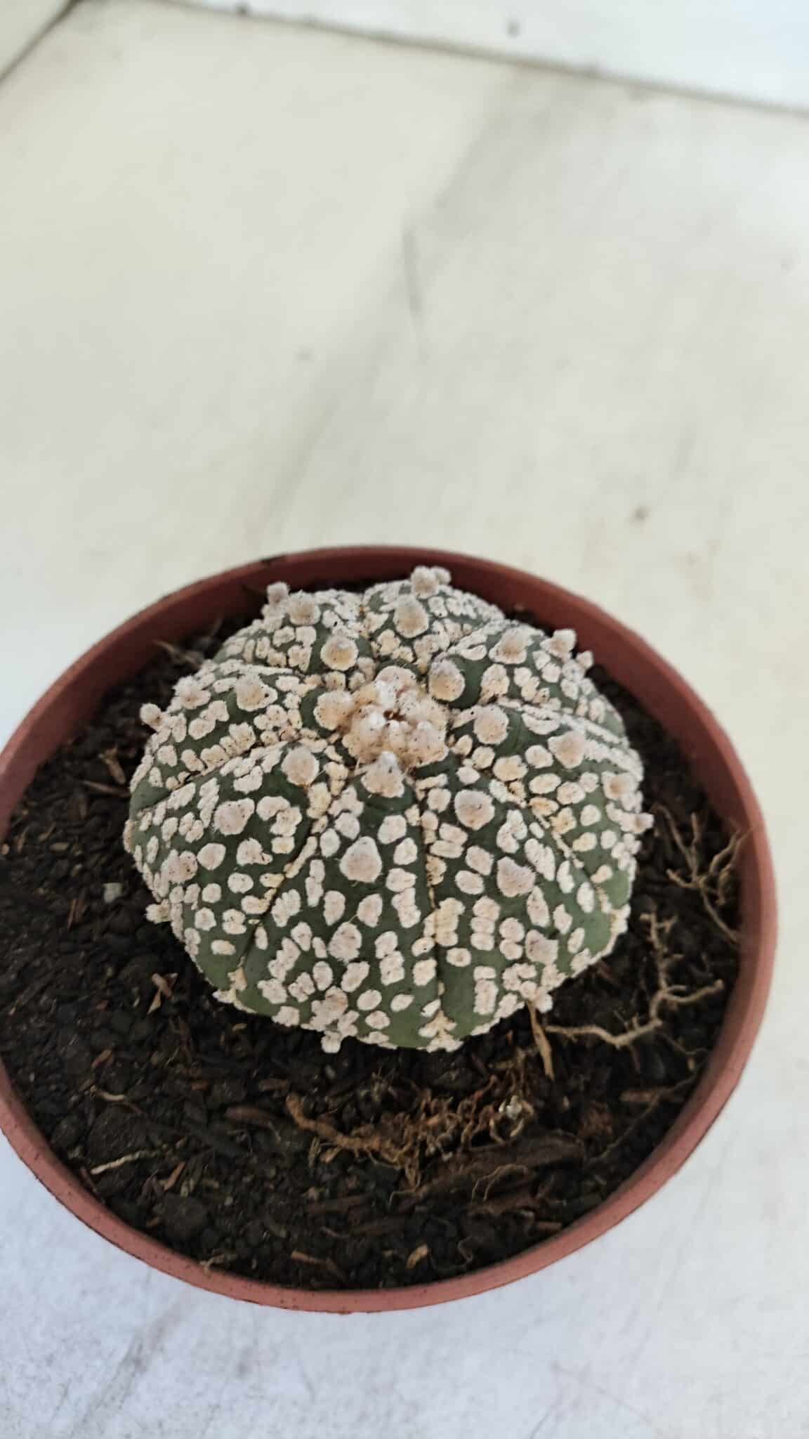 ASTROPHYTUM ASTERIAS SUPER KABUTO  Nº 381 - vaso 11