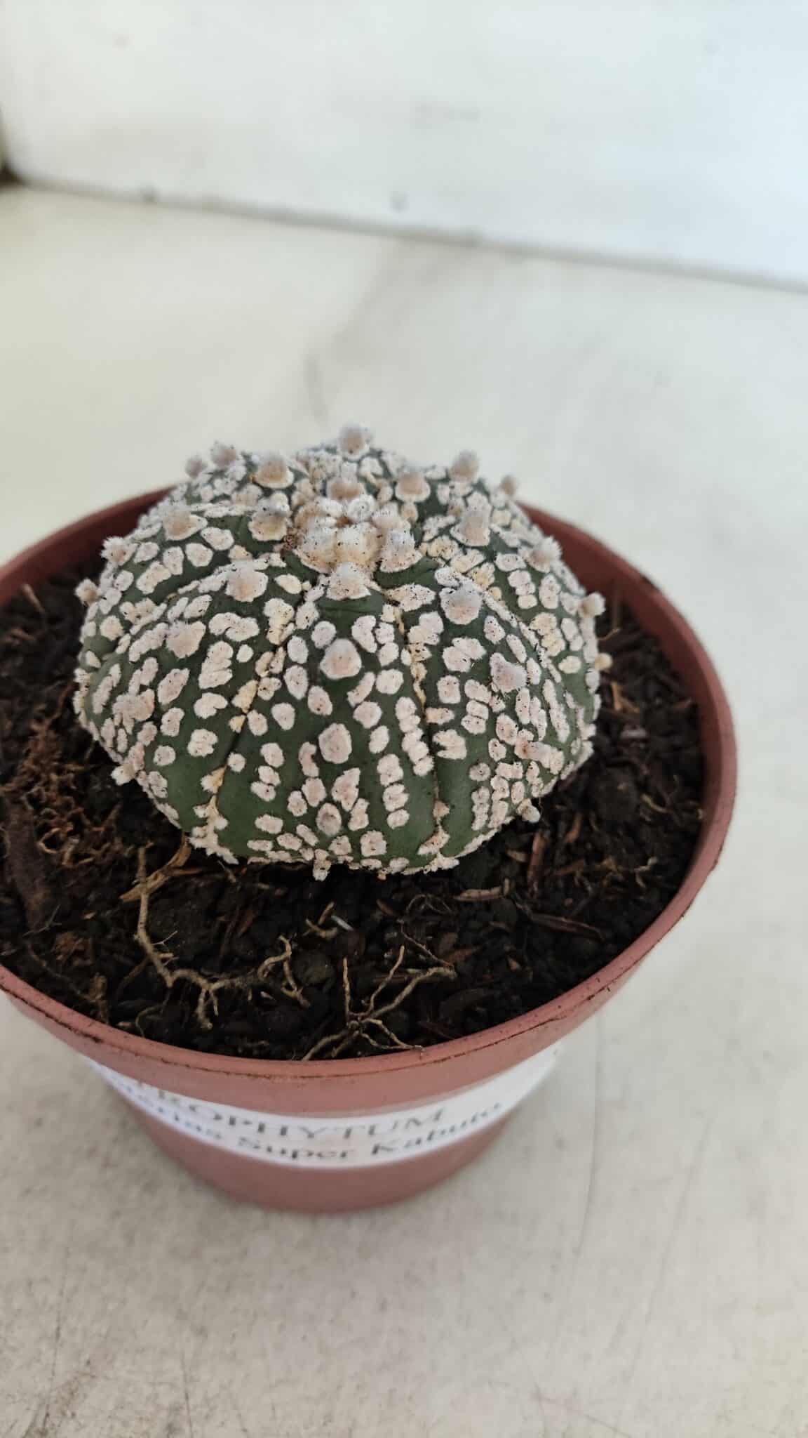 ASTROPHYTUM ASTERIAS SUPER KABUTO  Nº 381 - vaso 11