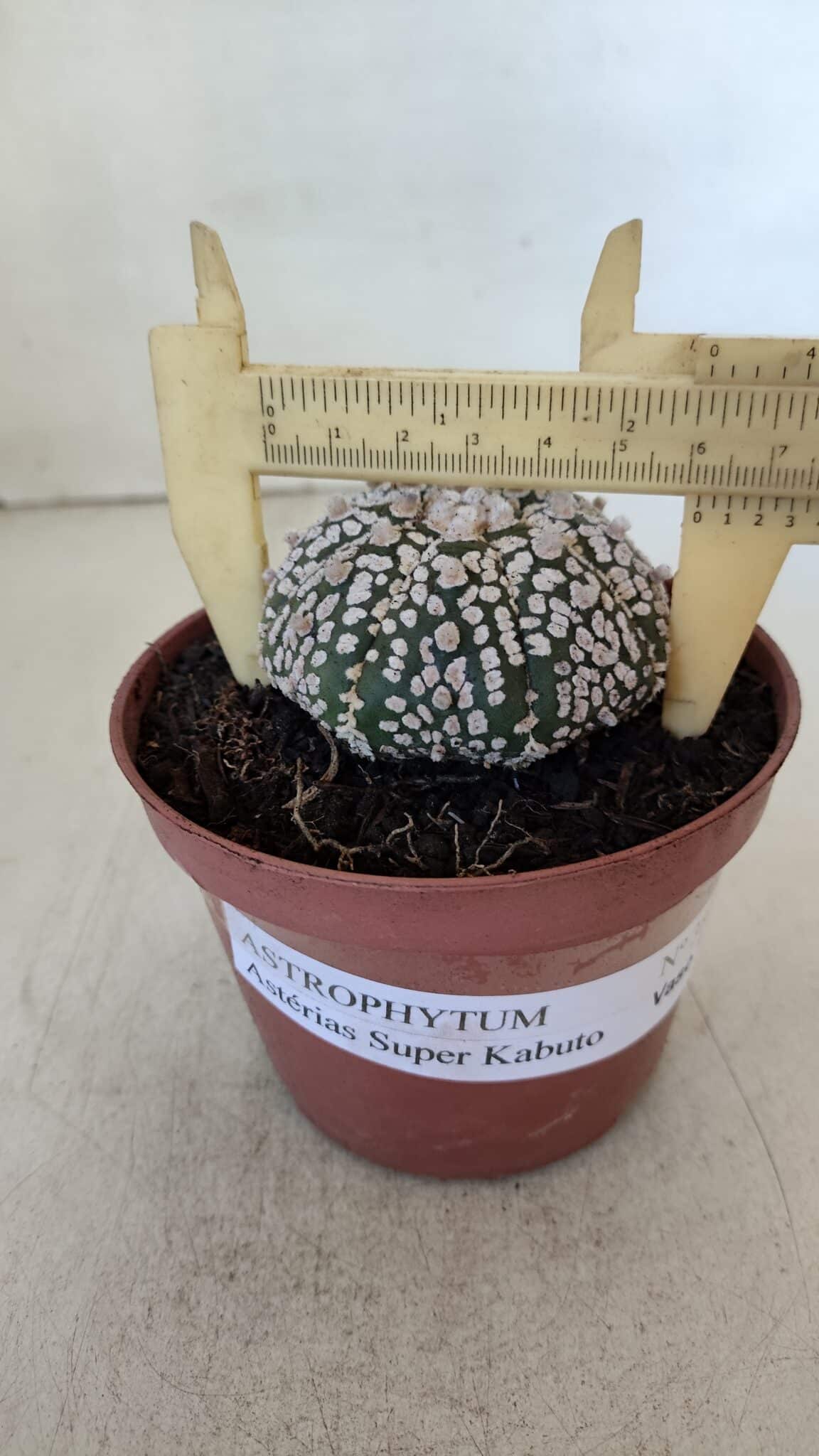 ASTROPHYTUM ASTERIAS SUPER KABUTO  Nº 381 - vaso 11