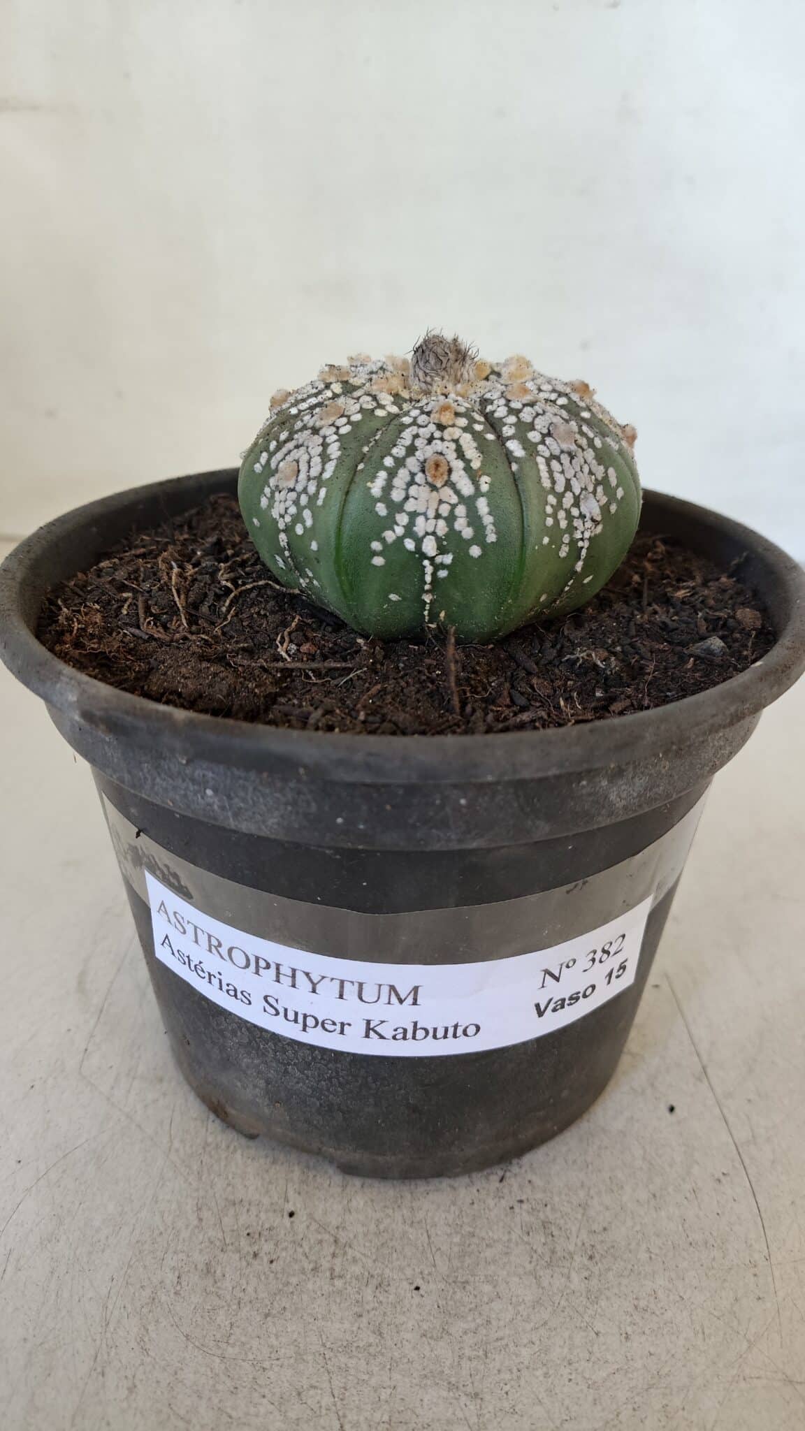 ASTROPHYTUM ASTERIAS SUPER KABUTO  Nº 382 - vaso 15