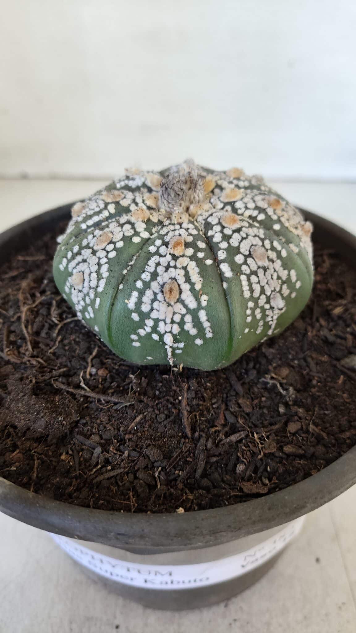 ASTROPHYTUM ASTERIAS SUPER KABUTO  Nº 382 - vaso 15