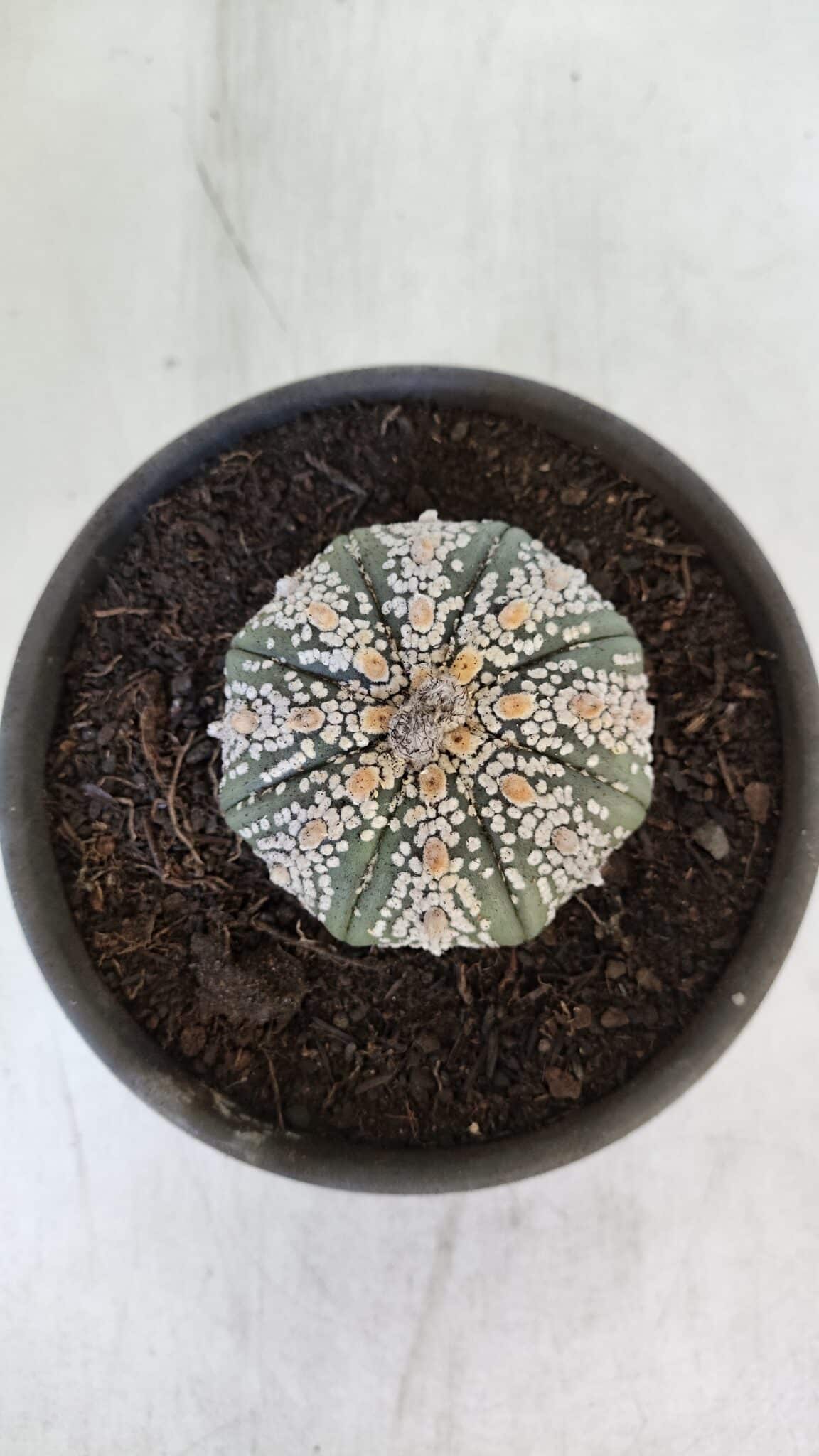 ASTROPHYTUM ASTERIAS SUPER KABUTO  Nº 382 - vaso 15
