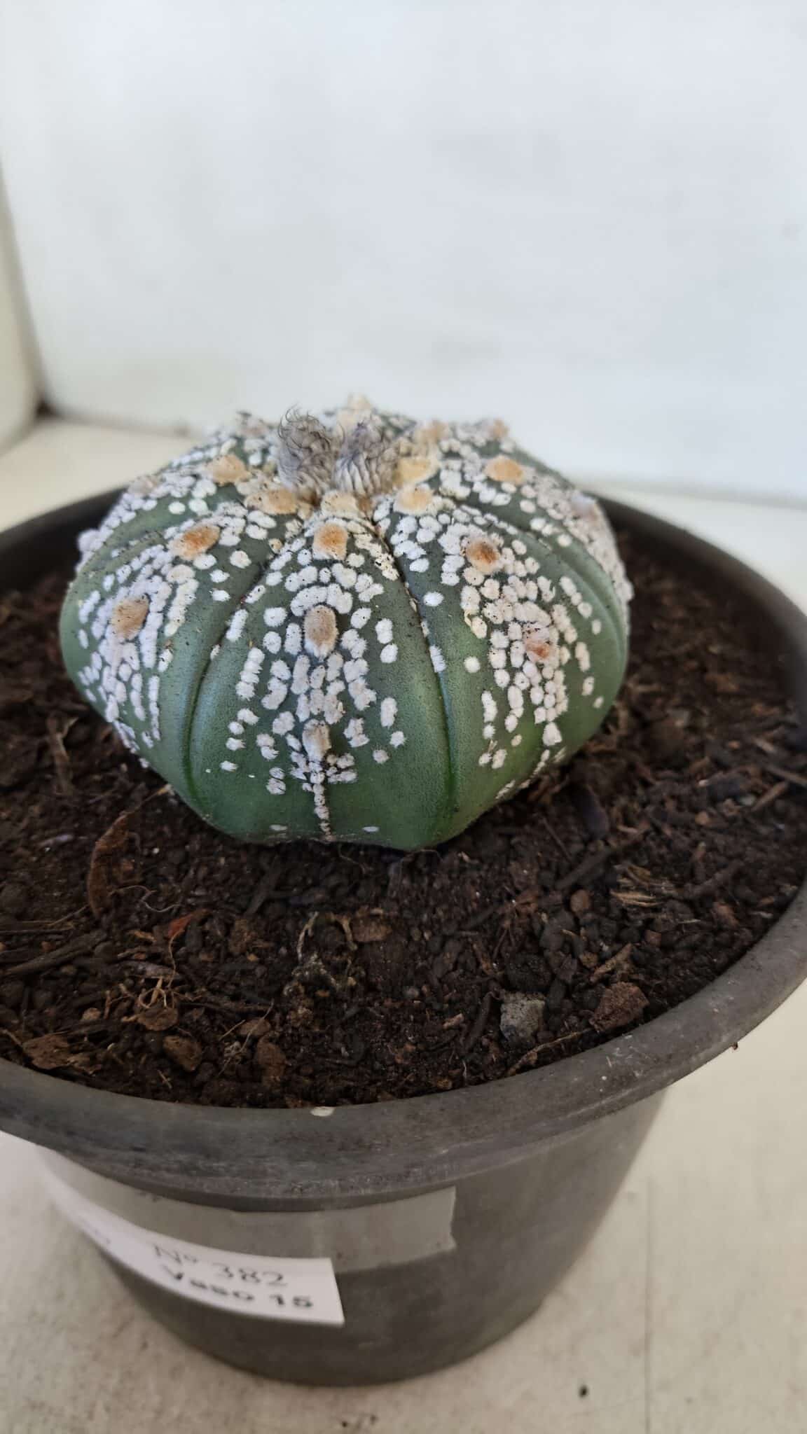 ASTROPHYTUM ASTERIAS SUPER KABUTO  Nº 382 - vaso 15
