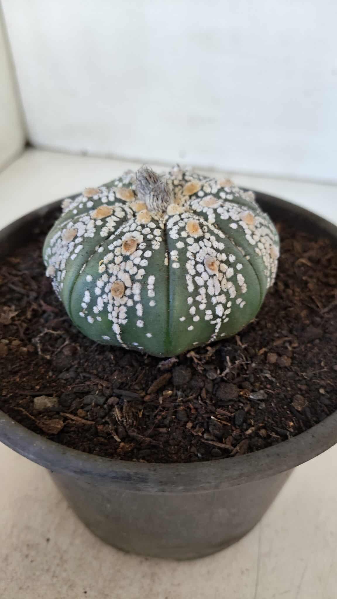 ASTROPHYTUM ASTERIAS SUPER KABUTO  Nº 382 - vaso 15