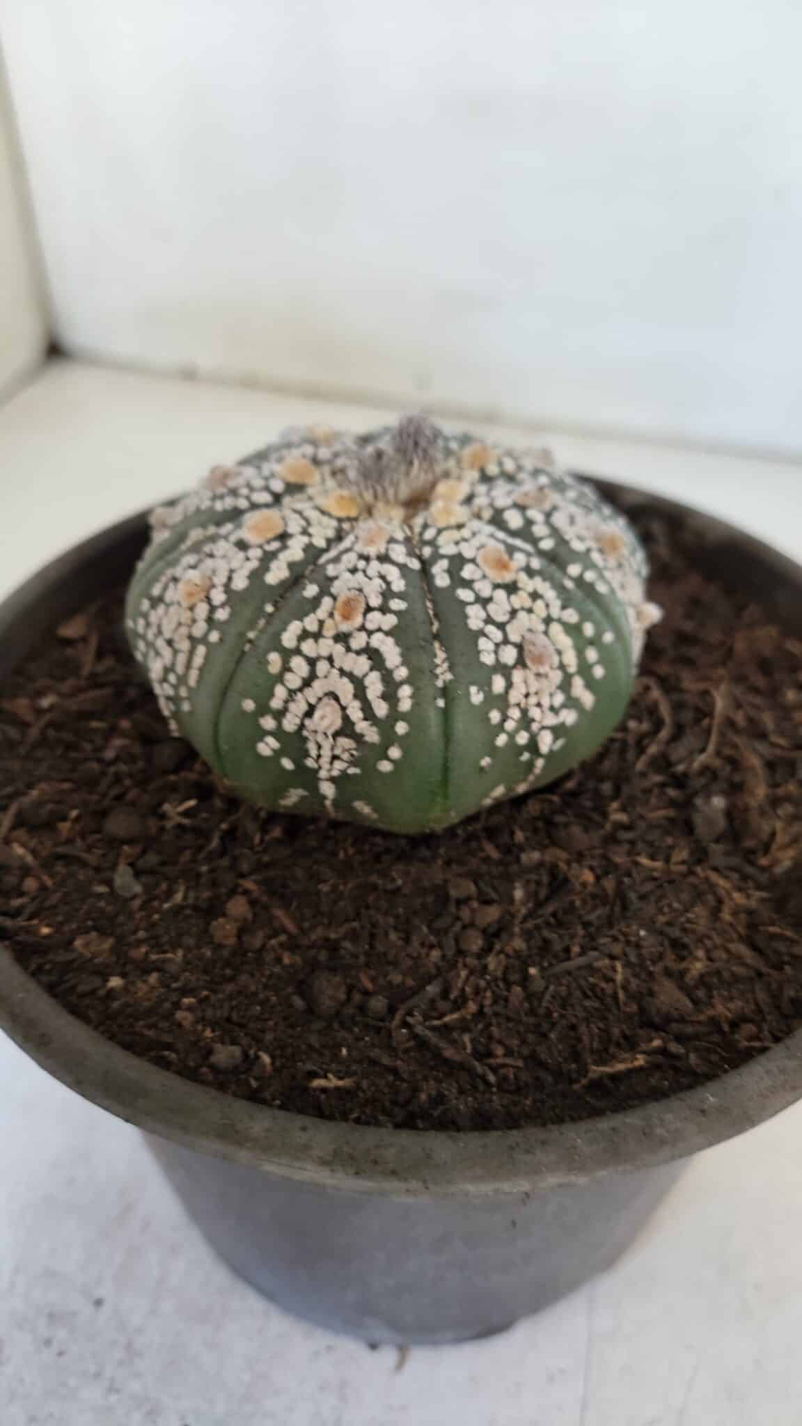 ASTROPHYTUM ASTERIAS SUPER KABUTO  Nº 382 - vaso 15