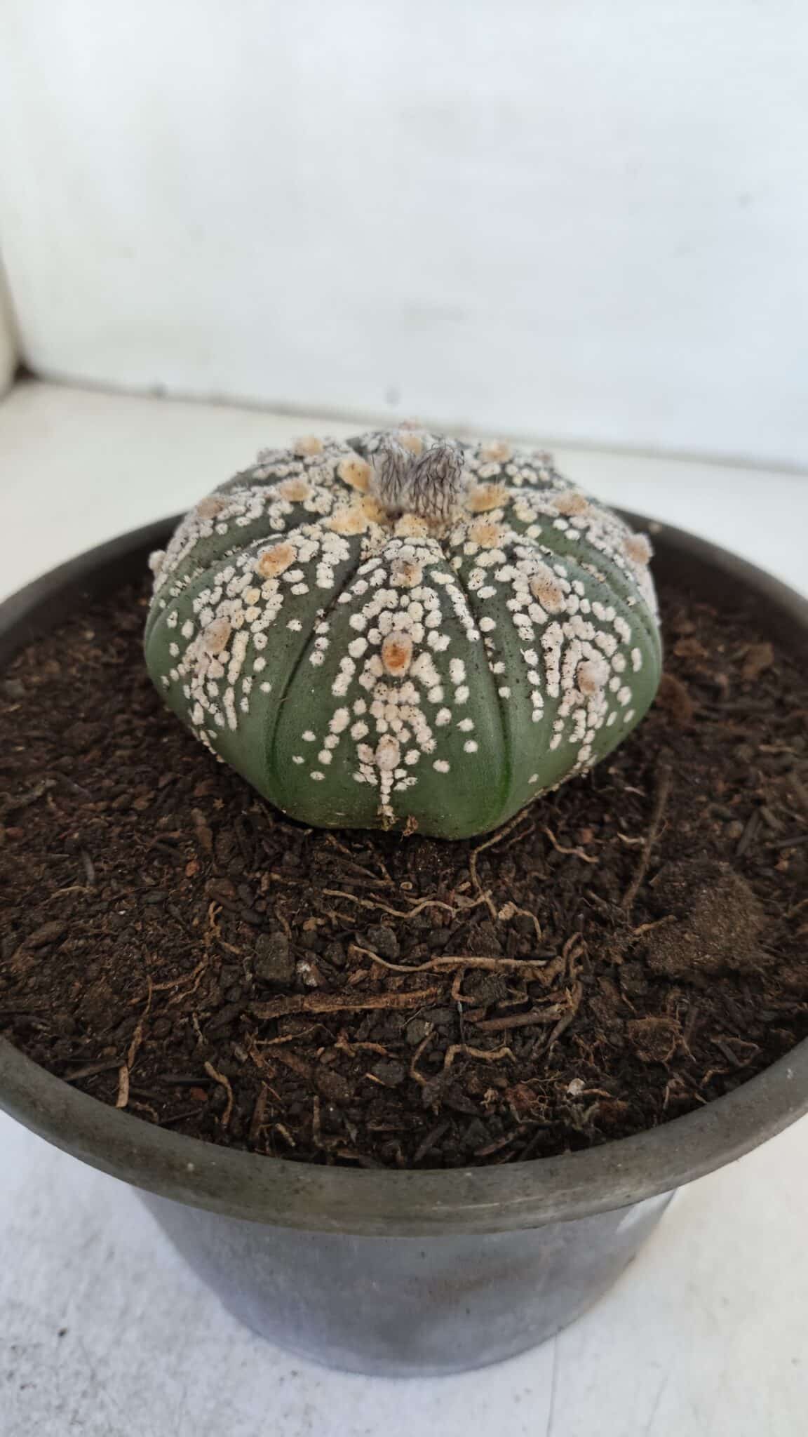 ASTROPHYTUM ASTERIAS SUPER KABUTO  Nº 382 - vaso 15