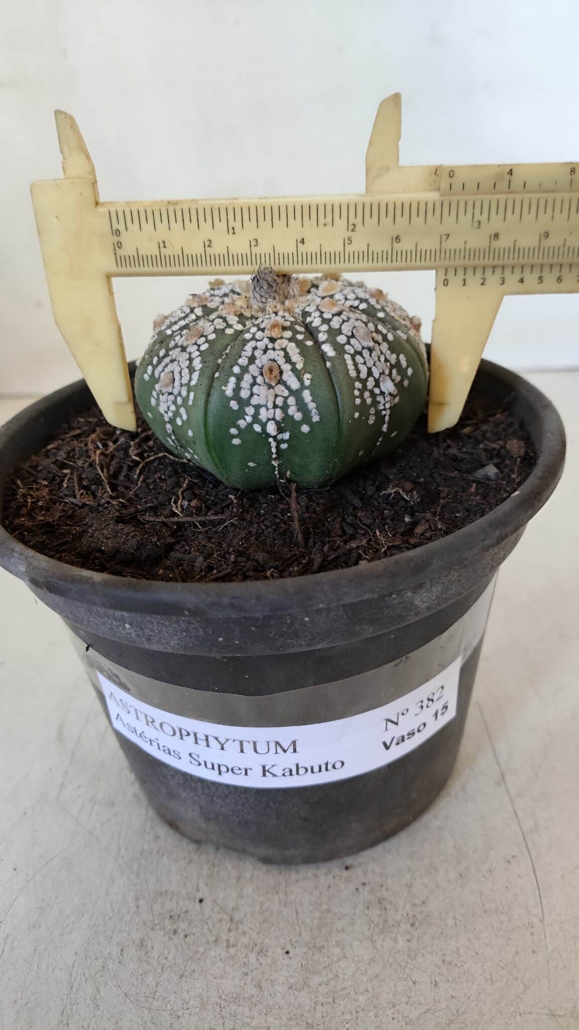ASTROPHYTUM ASTERIAS SUPER KABUTO  Nº 382 - vaso 15