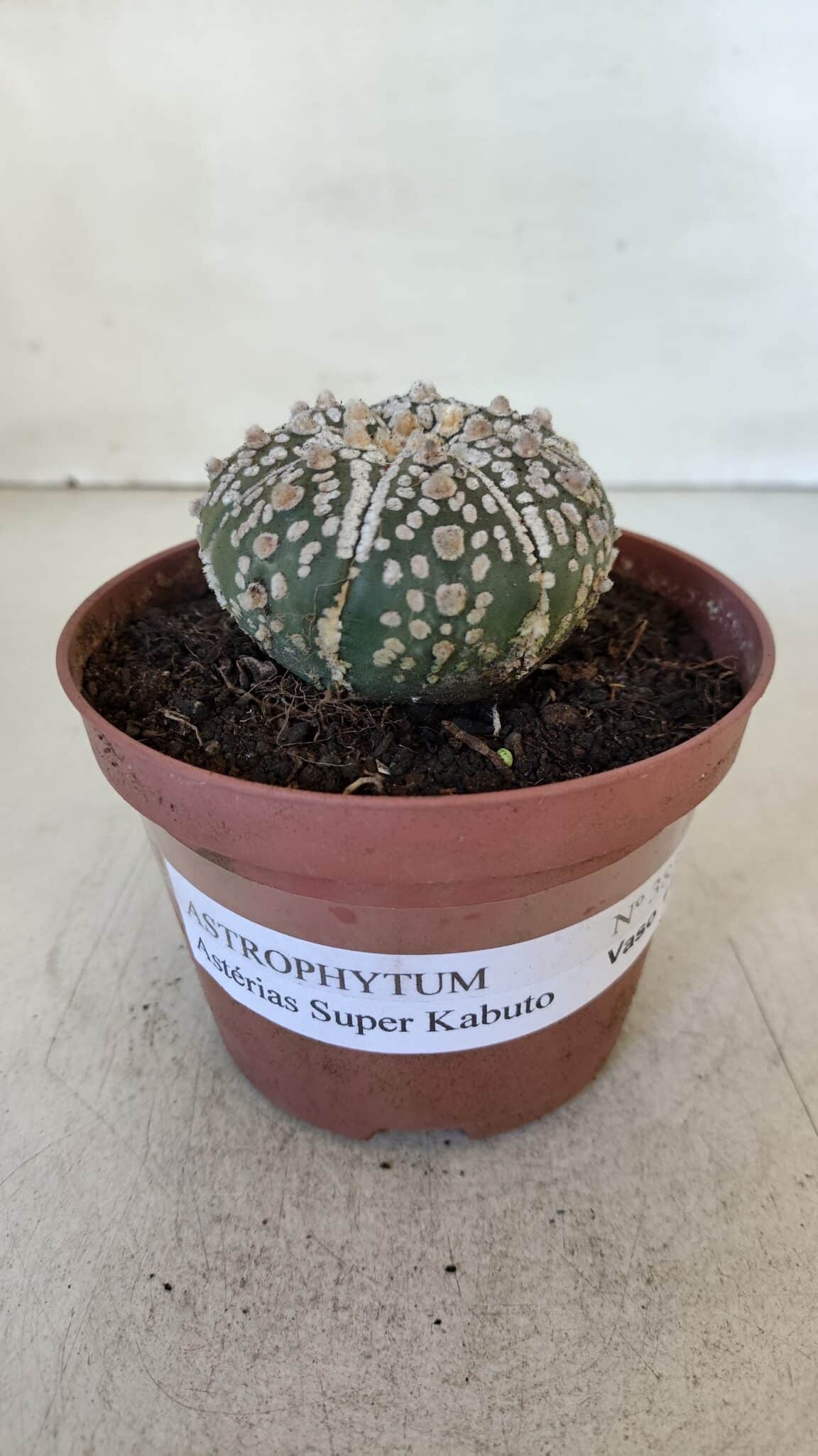 ASTROPHYTUM ASTERIAS SUPER KABUTO  Nº 383 - vaso 11