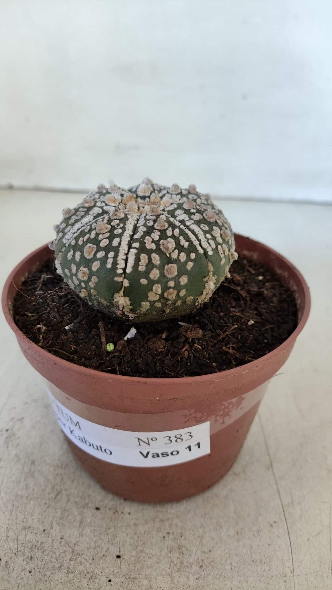 ASTROPHYTUM ASTERIAS SUPER KABUTO  Nº 383 - vaso 11