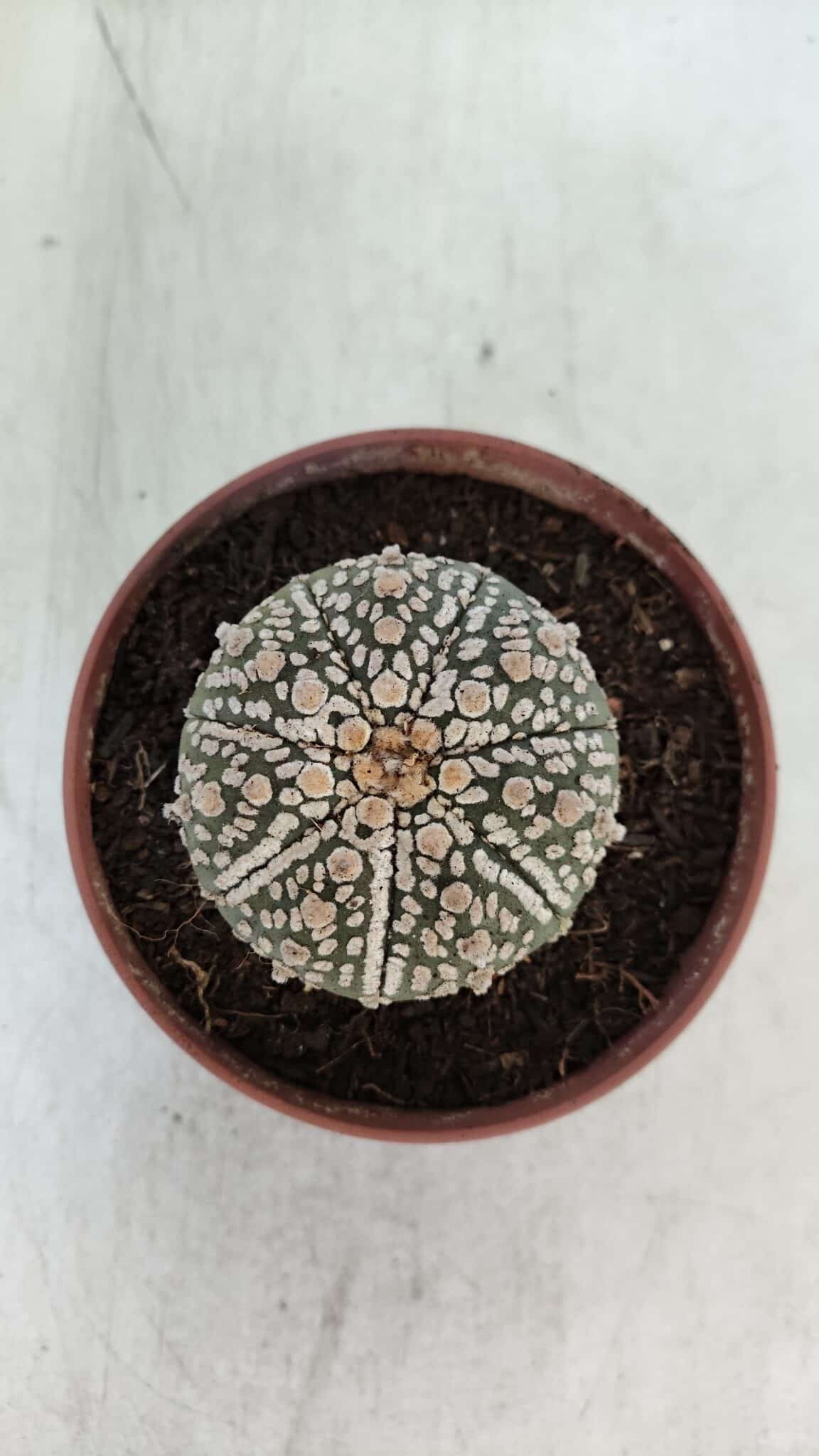 ASTROPHYTUM ASTERIAS SUPER KABUTO  Nº 383 - vaso 11