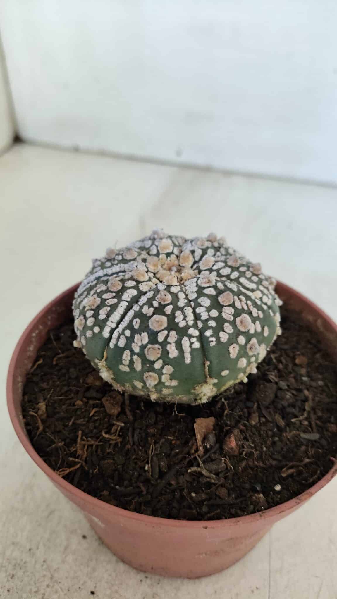 ASTROPHYTUM ASTERIAS SUPER KABUTO  Nº 383 - vaso 11