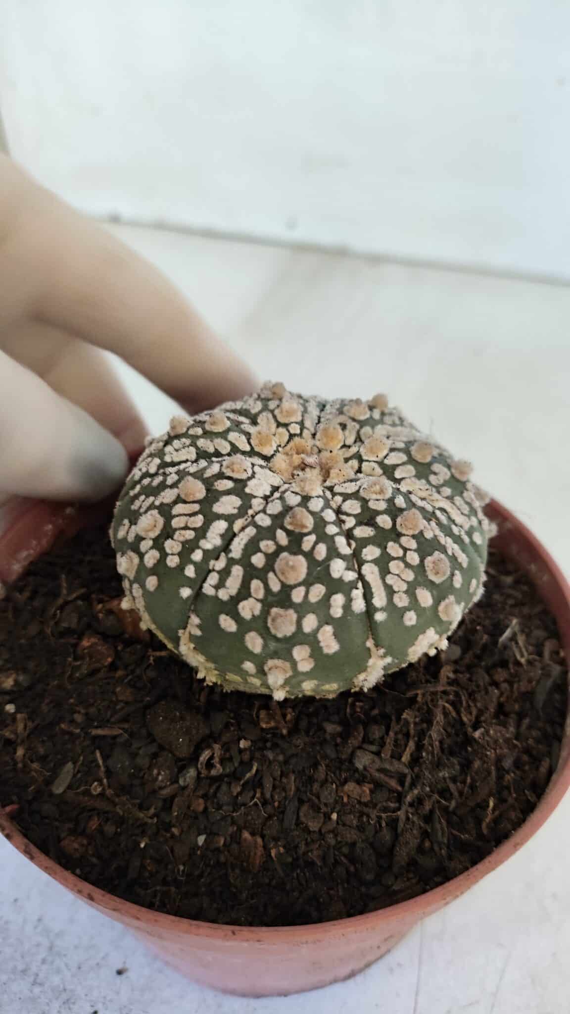 ASTROPHYTUM ASTERIAS SUPER KABUTO  Nº 383 - vaso 11