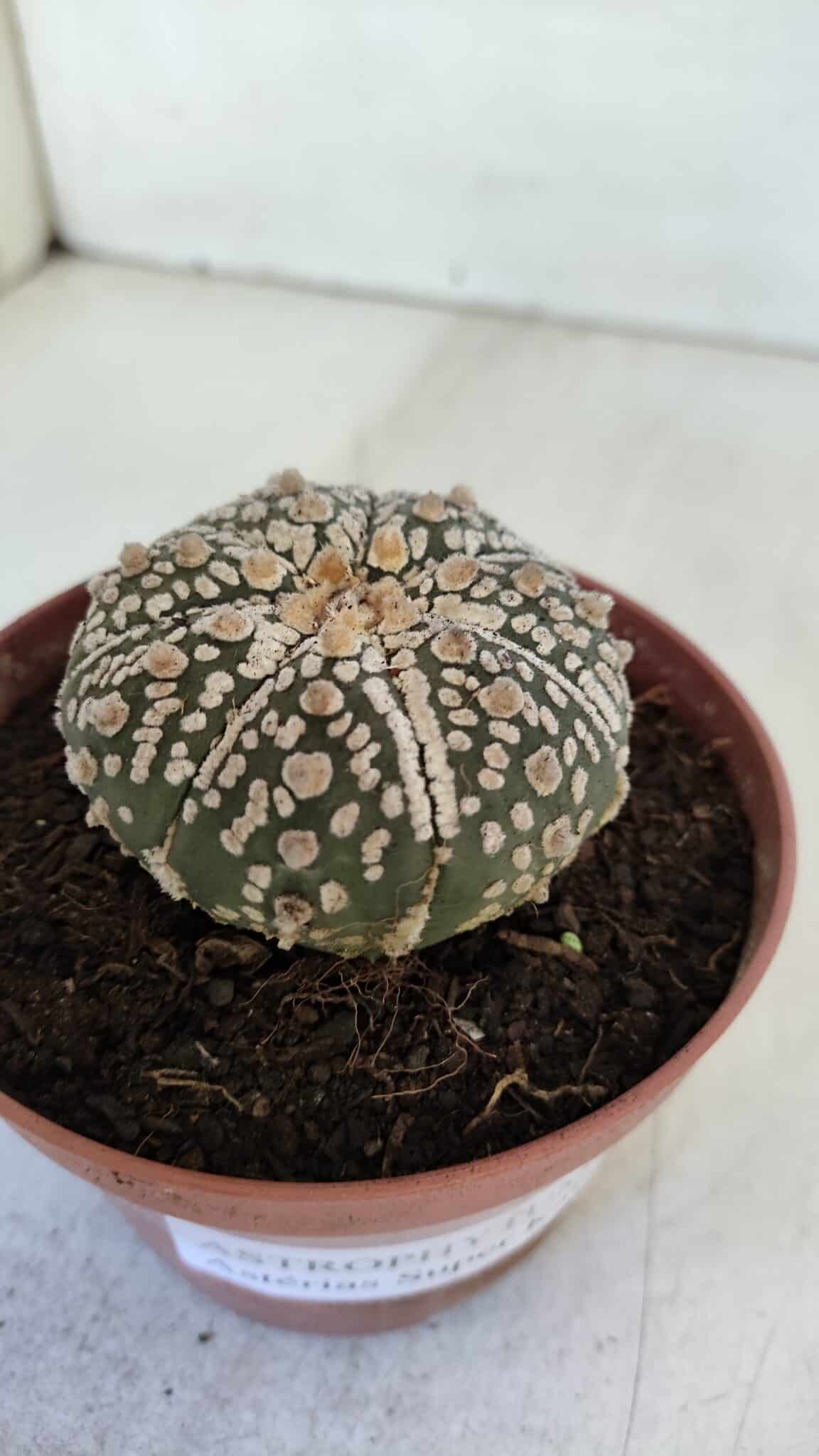 ASTROPHYTUM ASTERIAS SUPER KABUTO  Nº 383 - vaso 11
