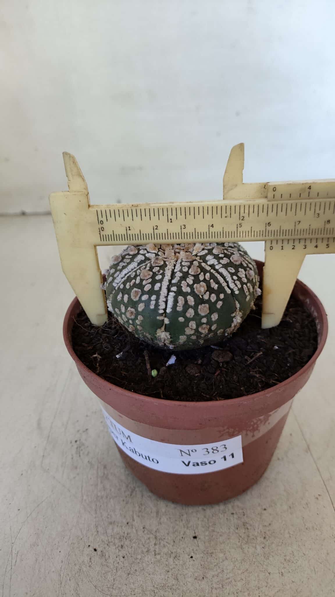 ASTROPHYTUM ASTERIAS SUPER KABUTO  Nº 383 - vaso 11