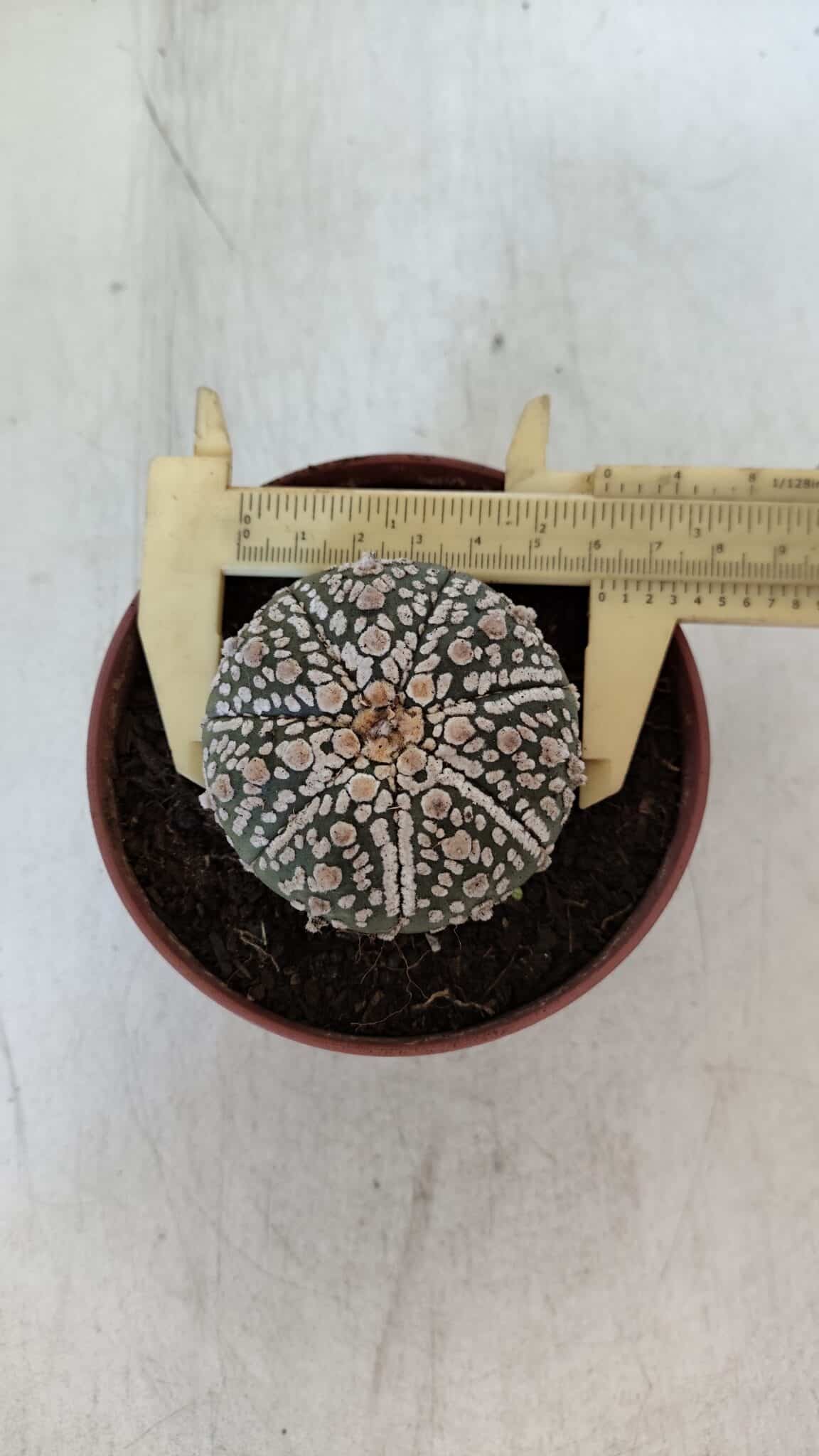 ASTROPHYTUM ASTERIAS SUPER KABUTO  Nº 383 - vaso 11