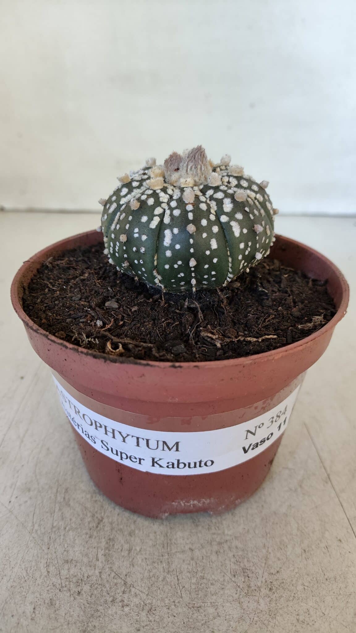 ASTROPHYTUM ASTERIAS SUPER KABUTO  Nº 384 - vaso 11 - foto 4