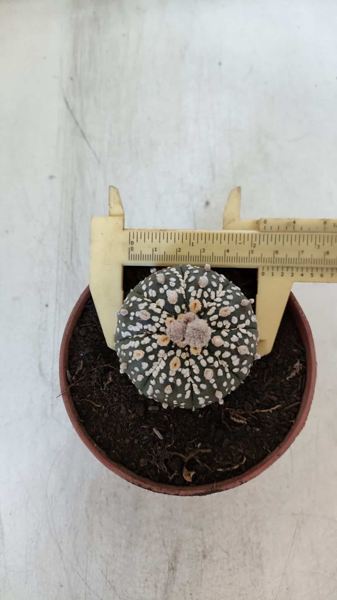 ASTROPHYTUM ASTERIAS SUPER KABUTO  Nº 384 - vaso 11 - foto 7