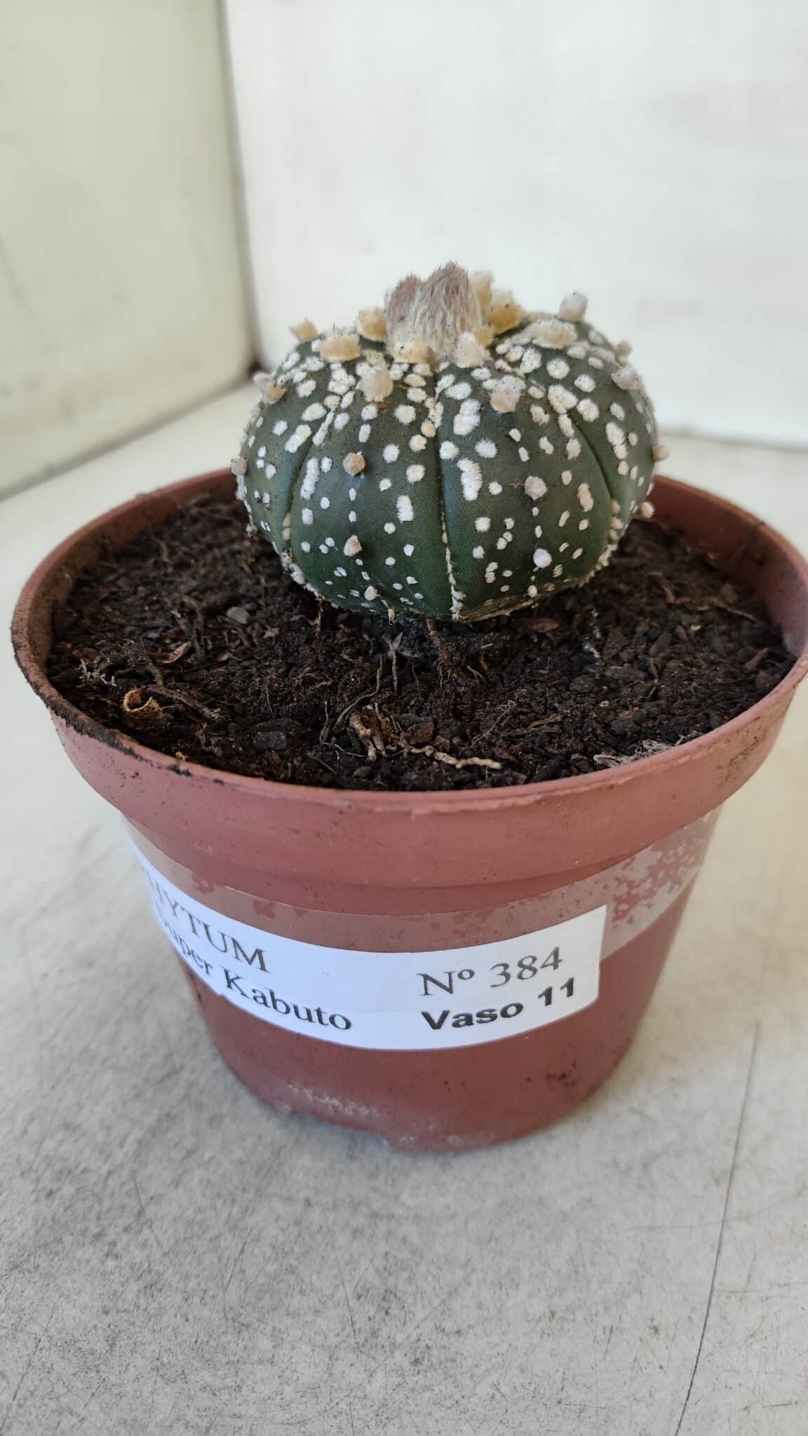 ASTROPHYTUM ASTERIAS SUPER KABUTO  Nº 384 - vaso 11 - foto 13
