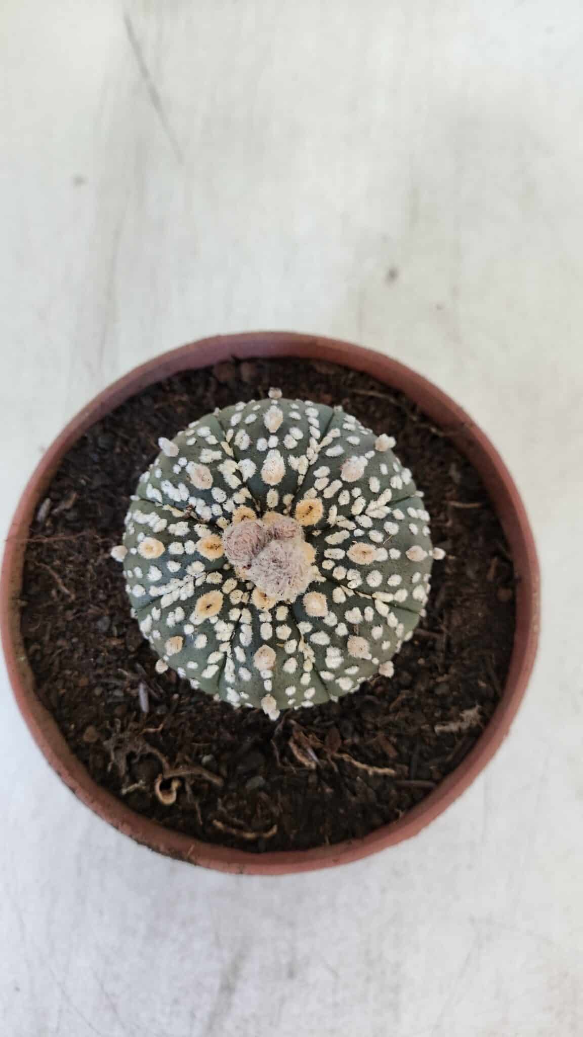 ASTROPHYTUM ASTERIAS SUPER KABUTO  Nº 384 - vaso 11 - foto 5