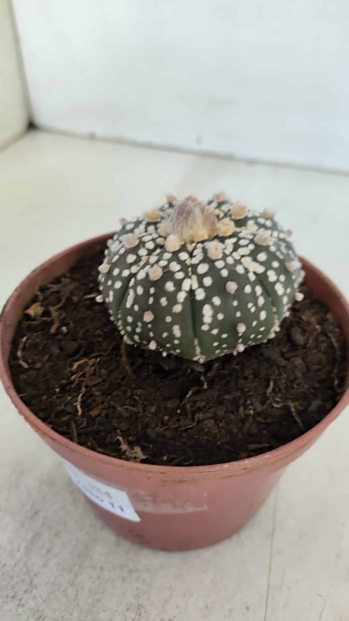 ASTROPHYTUM ASTERIAS SUPER KABUTO  Nº 384 - vaso 11 - foto 12