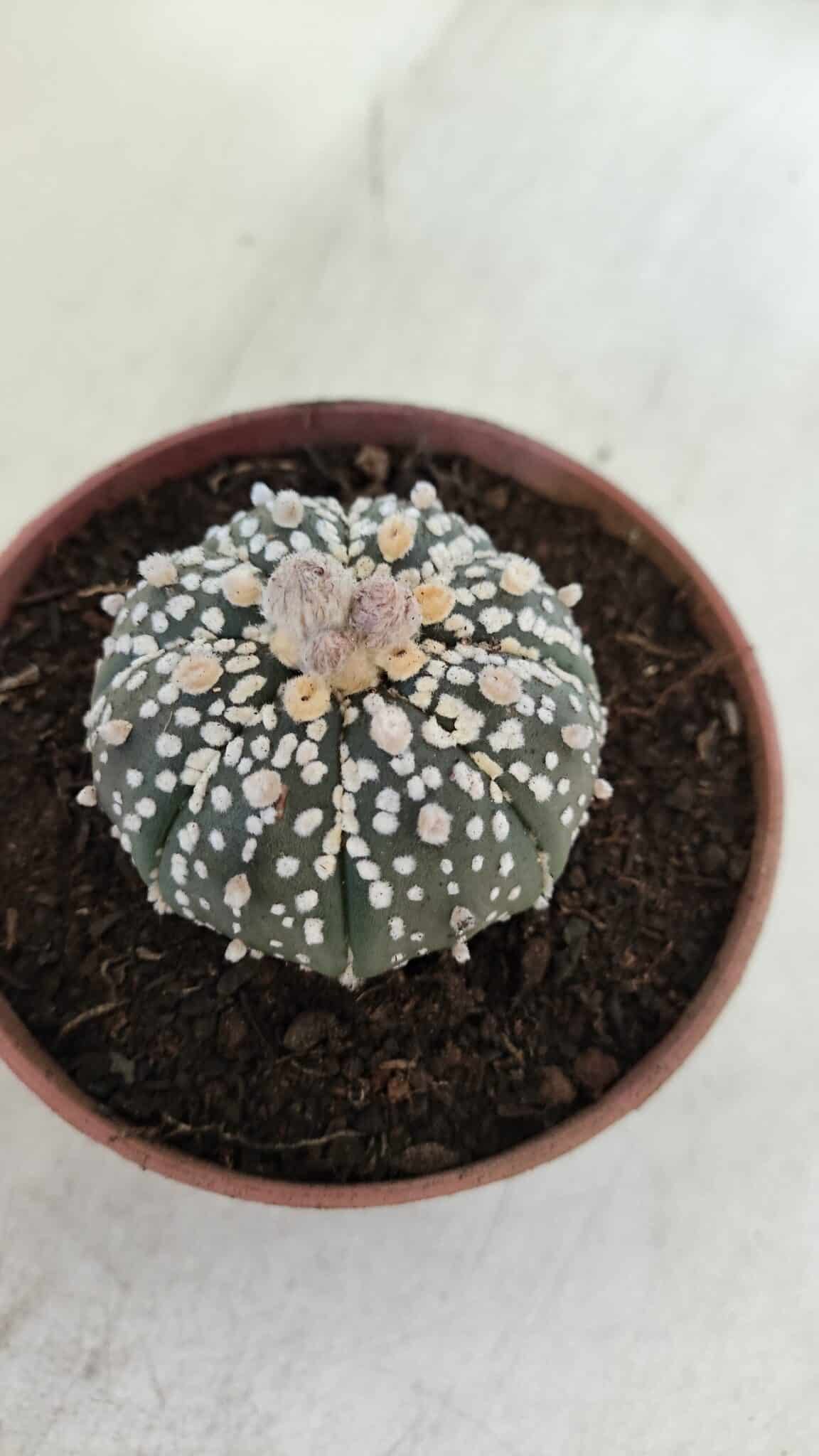 ASTROPHYTUM ASTERIAS SUPER KABUTO  Nº 384 - vaso 11 - foto 8