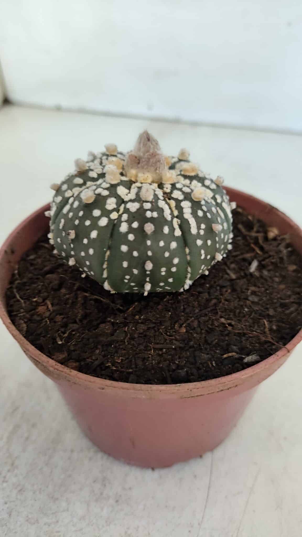 ASTROPHYTUM ASTERIAS SUPER KABUTO  Nº 384 - vaso 11 - foto 11