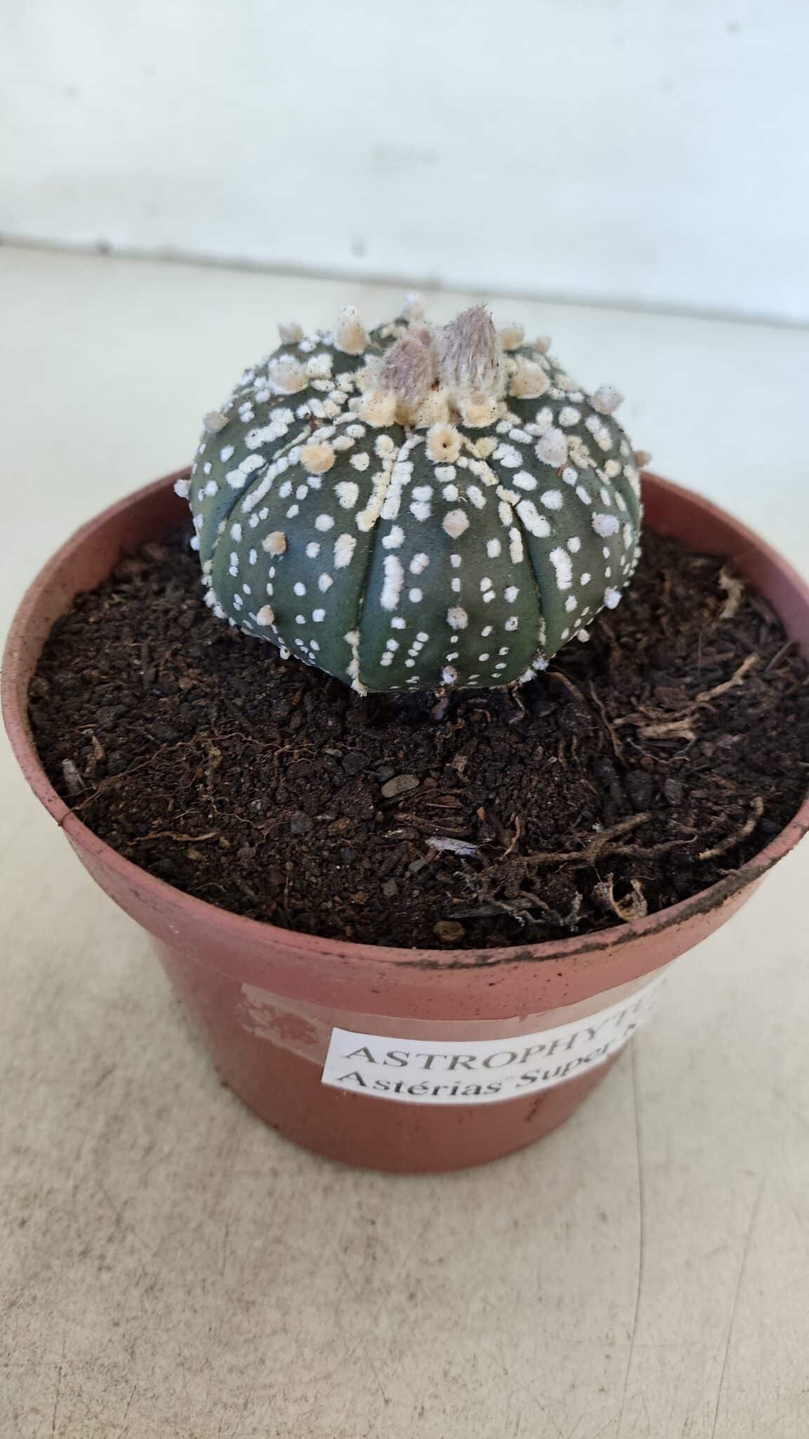 ASTROPHYTUM ASTERIAS SUPER KABUTO  Nº 384 - vaso 11 - foto 10