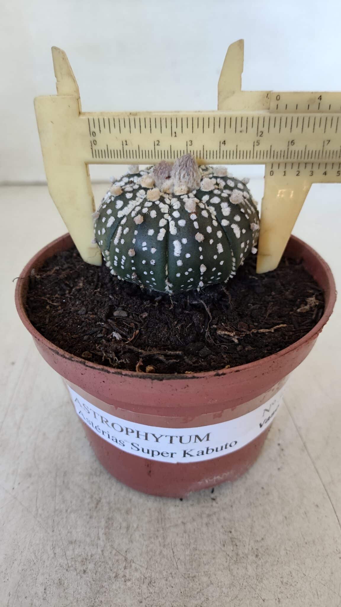 ASTROPHYTUM ASTERIAS SUPER KABUTO  Nº 384 - vaso 11 - foto 6