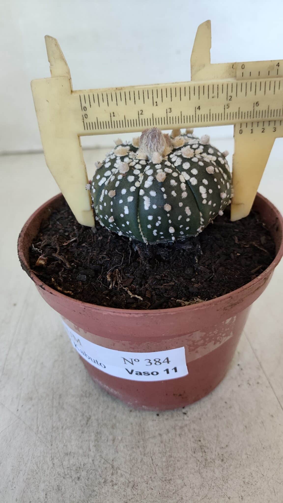 ASTROPHYTUM ASTERIAS SUPER KABUTO  Nº 384 - vaso 11 - foto 9